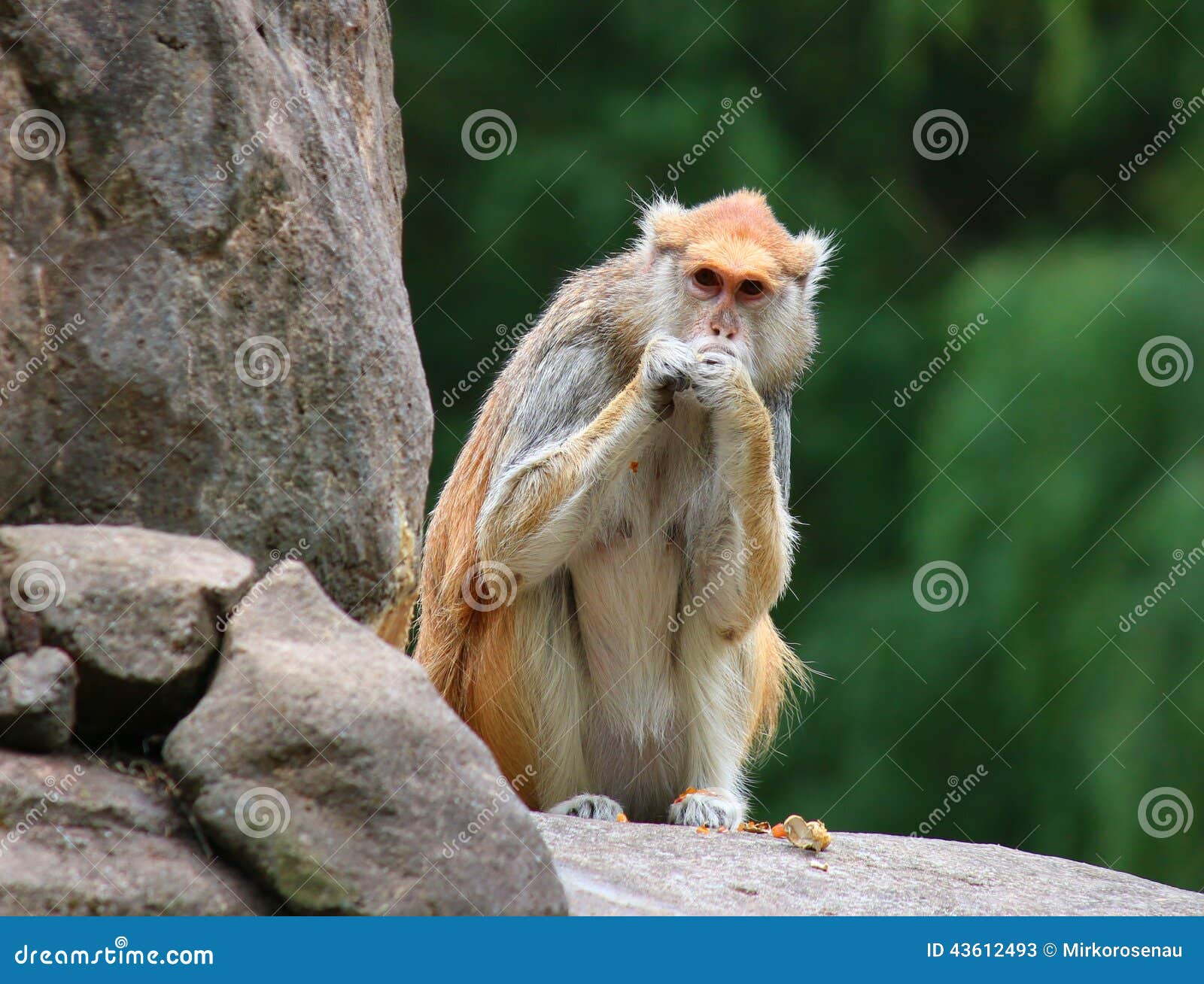 patas monkey erythrocebus patas sitting on rock eating