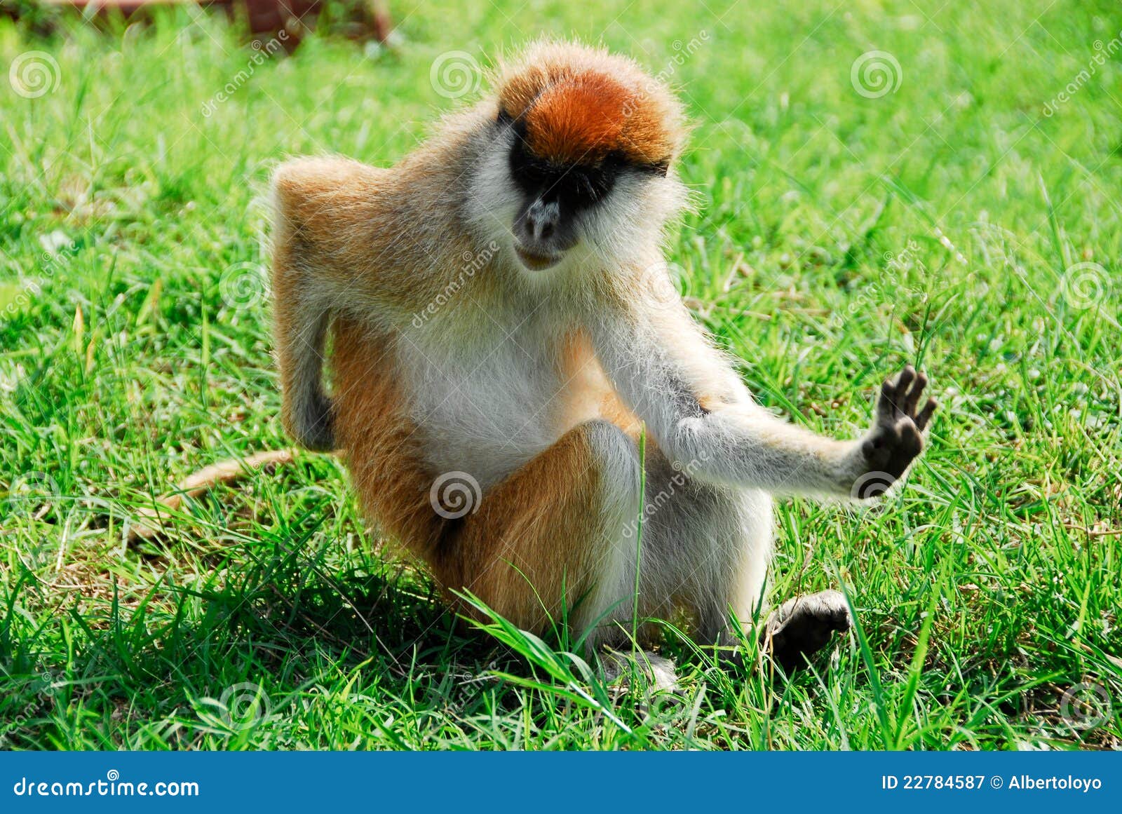 patas monkey, kidepo valley national park (uganda