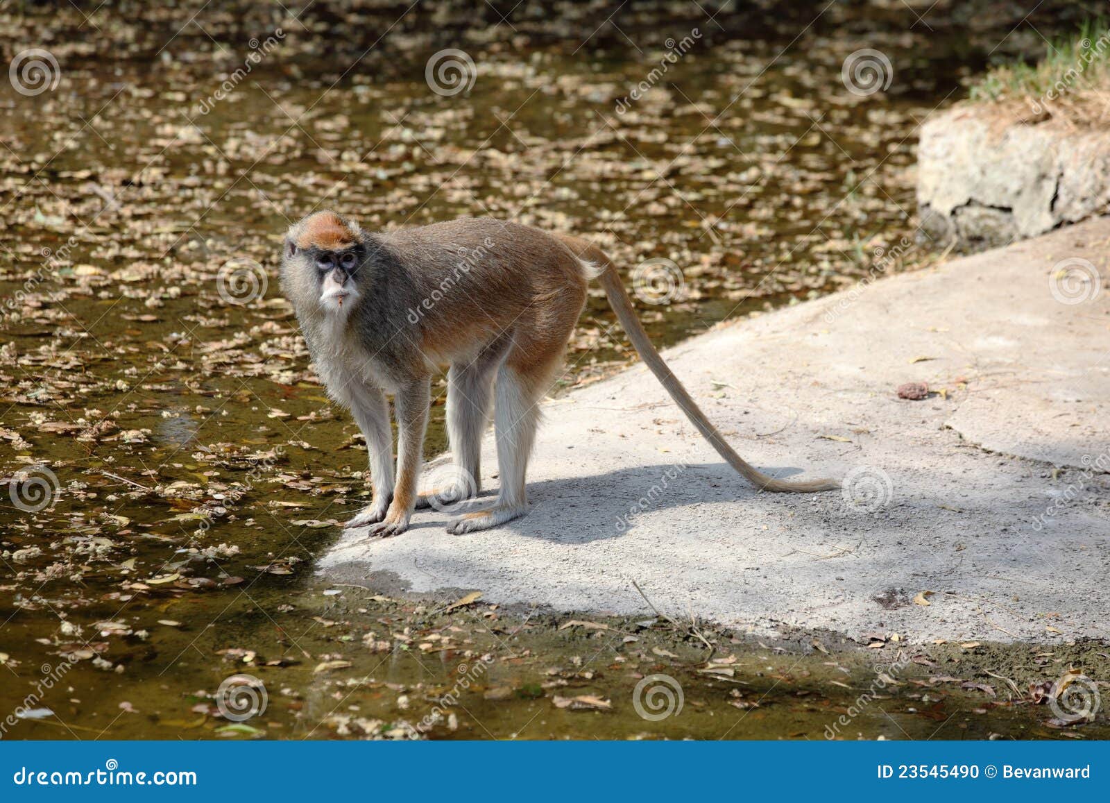 patas monkey at water's edge