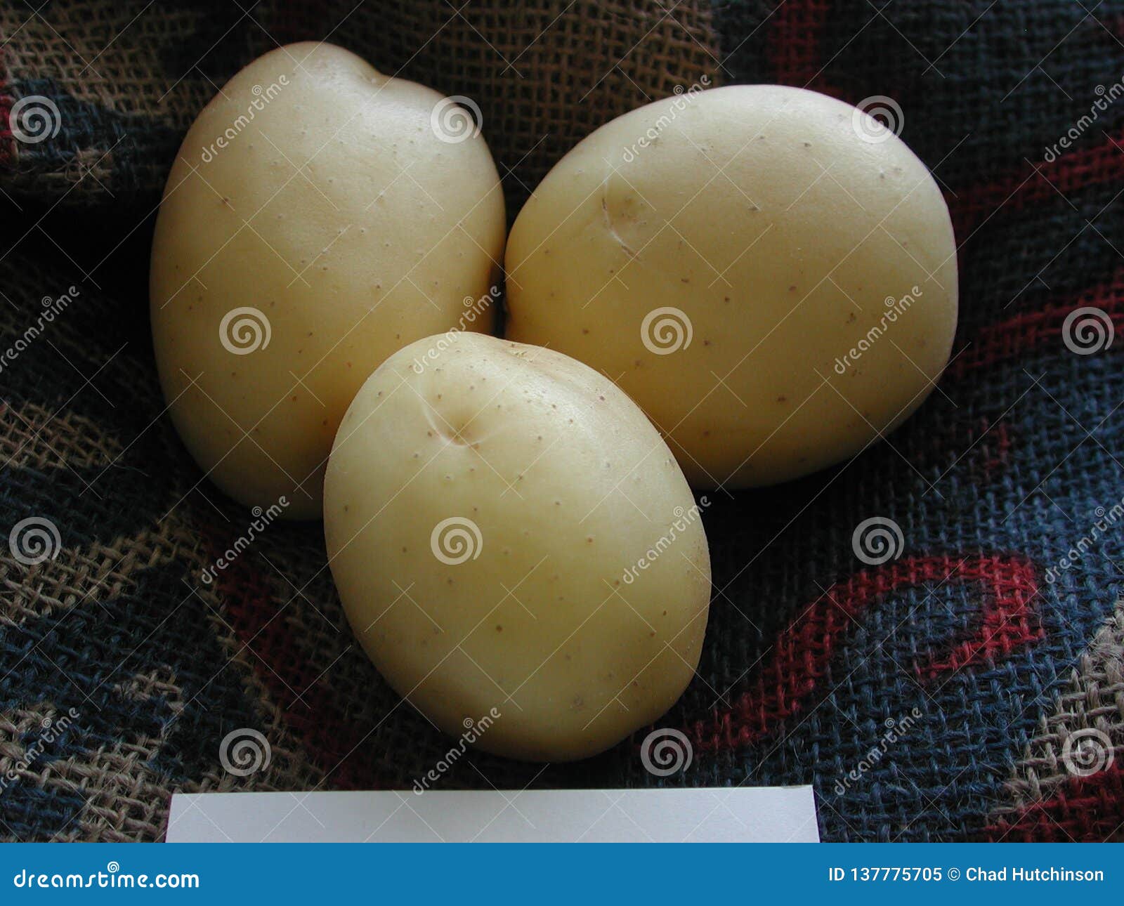 Patata Liscio-pelata sul fondo della tela da imballaggio. Patata bianca su tela da imballaggio