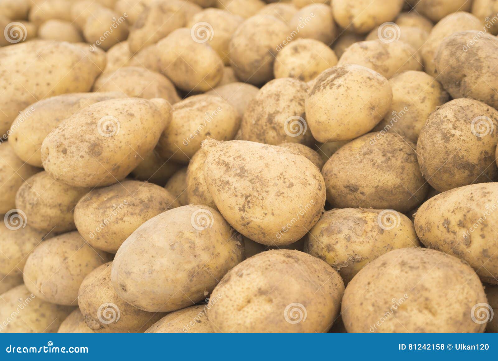 Patate Patate Fresche Patate Nel Mercato Patate Gialle Fondo Delle Patate  Fotografia Stock - Immagine di squisito, carboidrato: 81242158