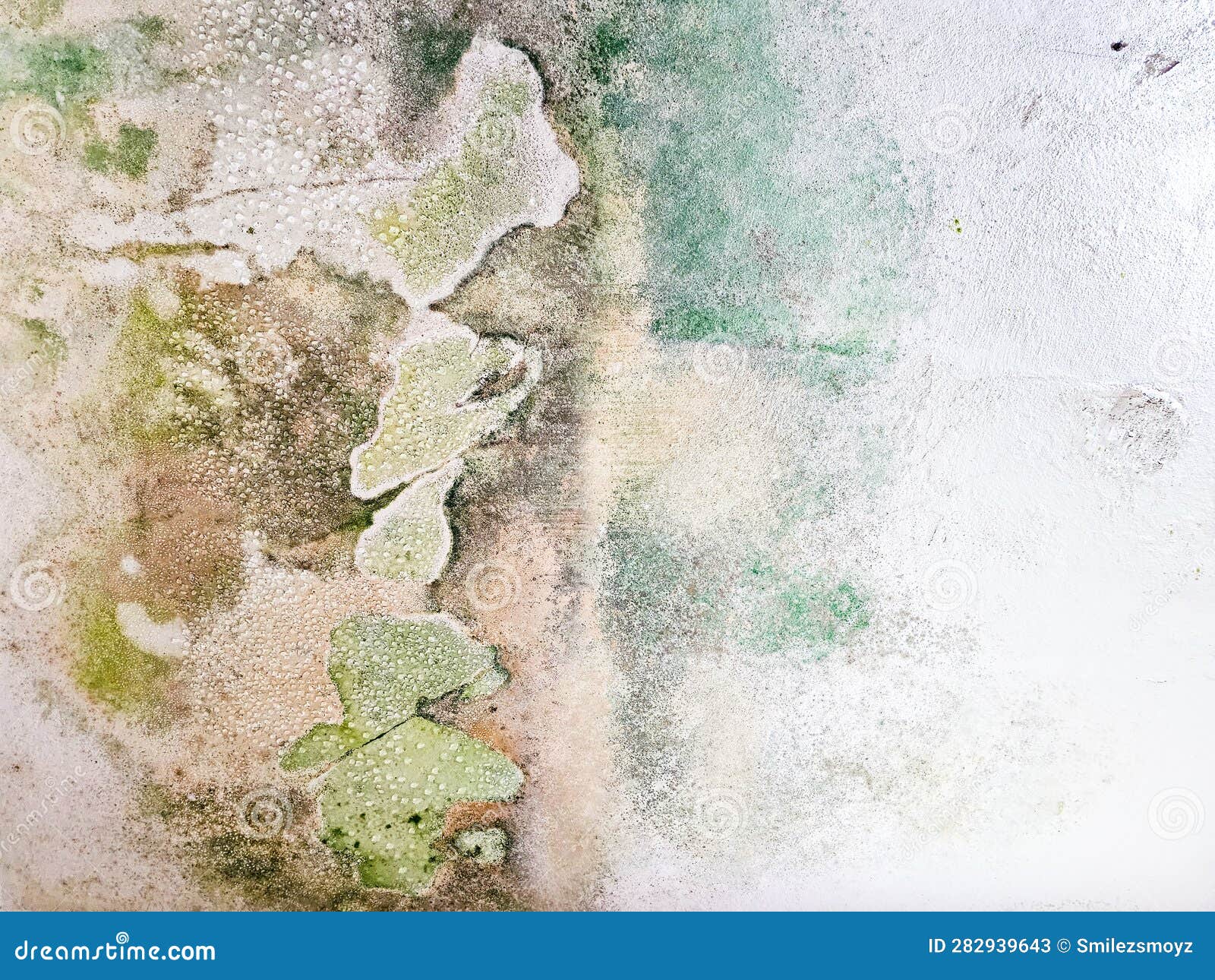 A Patch of Dispersed Fungal Algae or Moss Grows on an Old Plaster