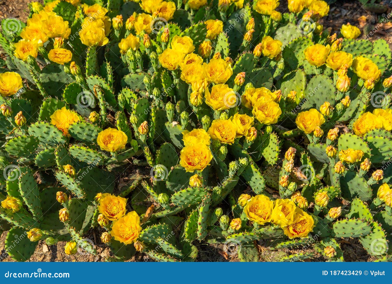 patch of prickly pear cactus in full bloom