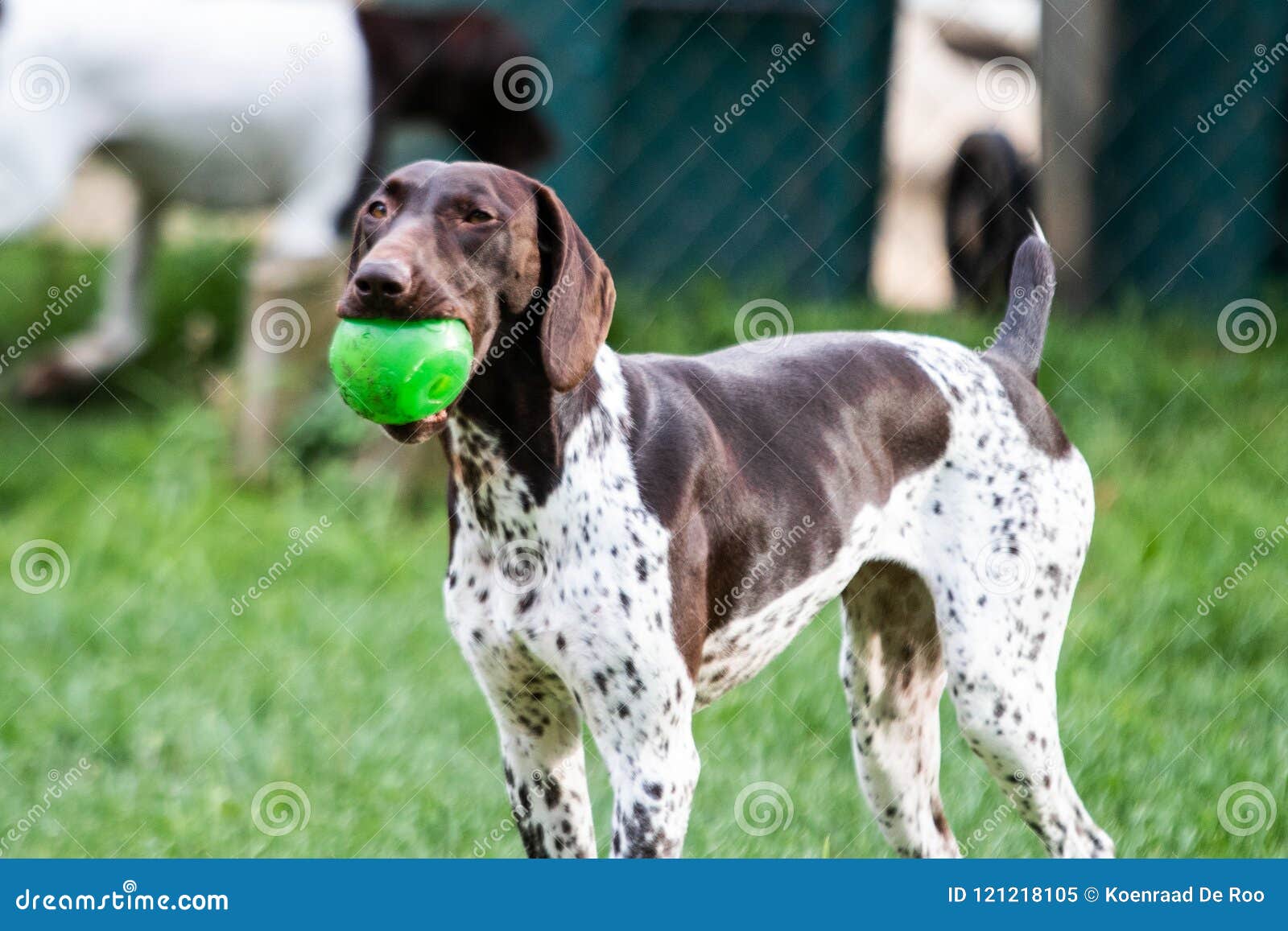 German Shorthair Pointer Running In The Grass Stock Image Image