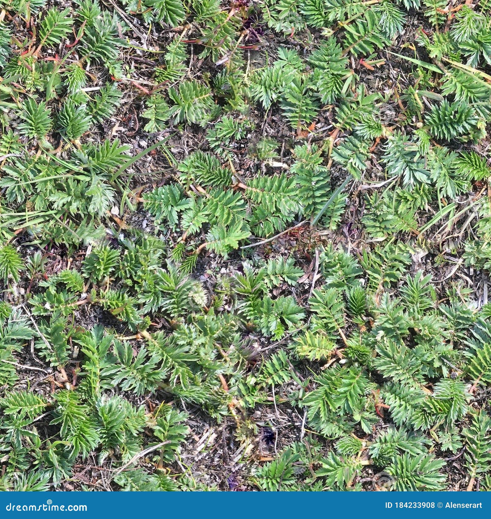 Patchy Green Grass Seamless Background Texture. Stock Photo - Image of ...