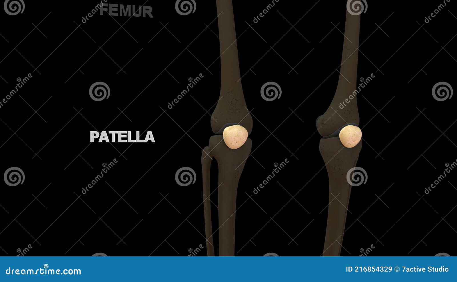 human lower limb bone patella