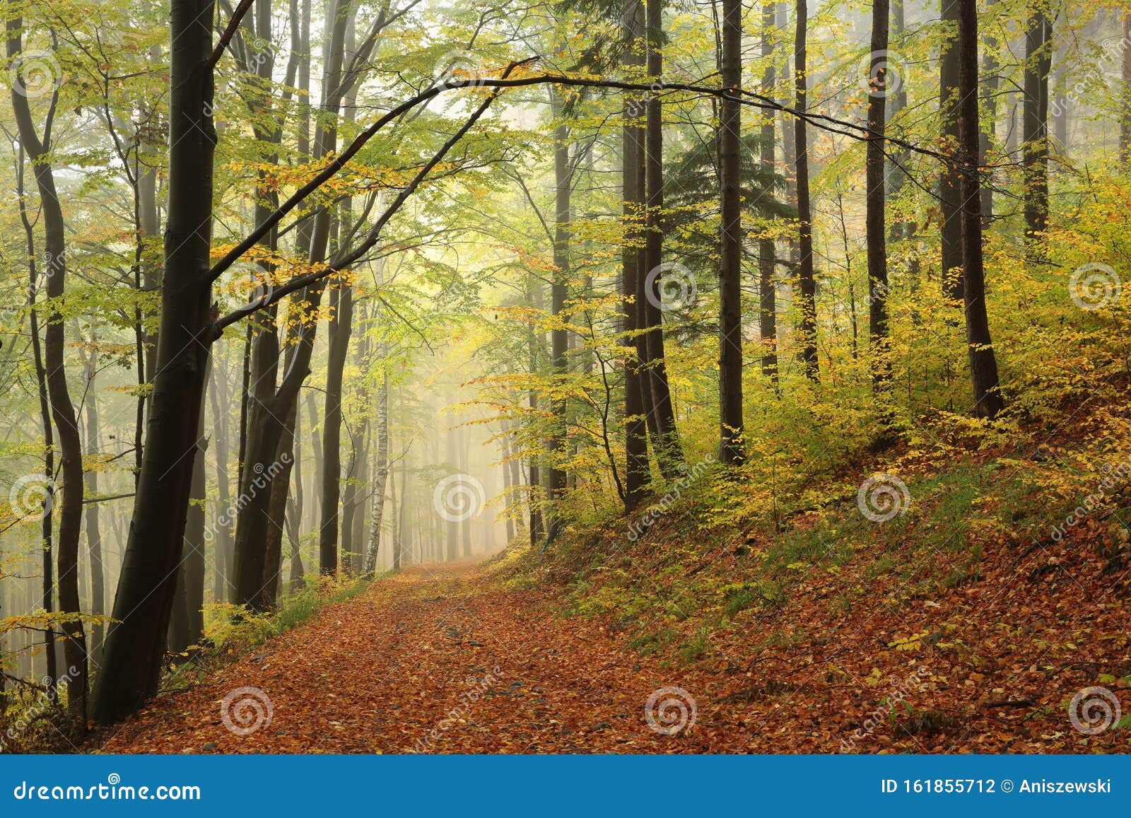 path through an autumn deciduous forest in most beech trees covered with yellow leaves on the branches and surrounded by morning