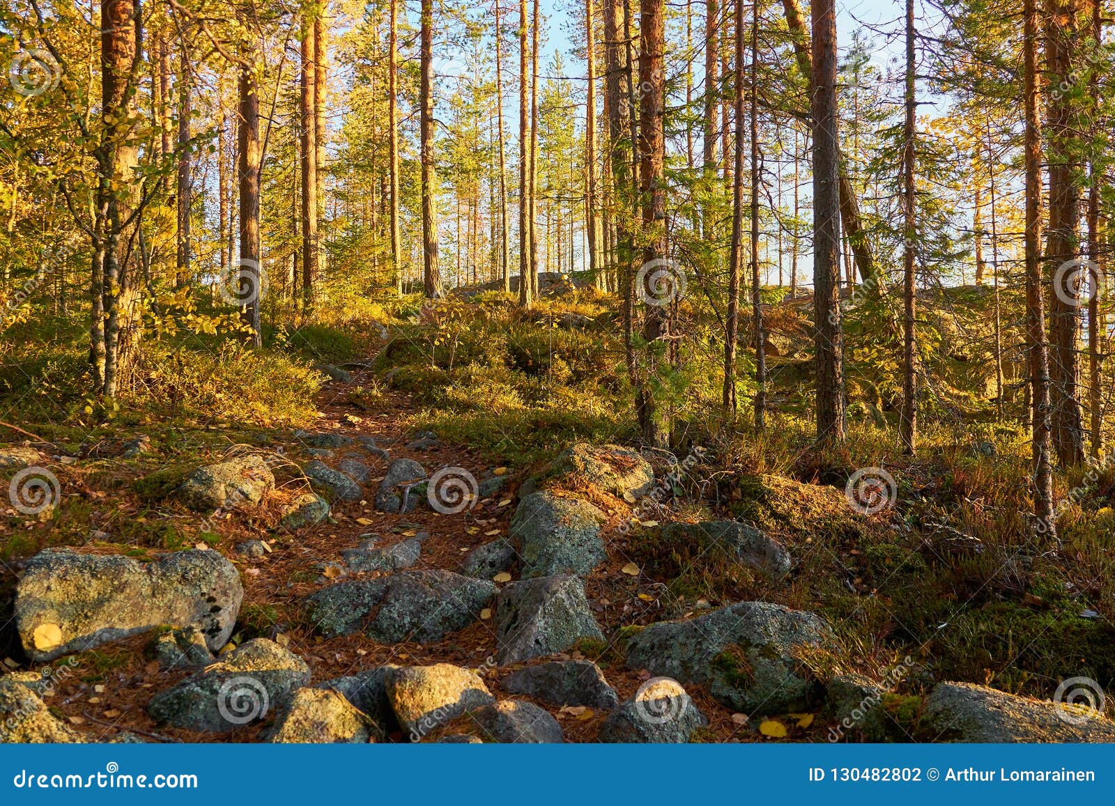 Path In Autumn Forest With Rocks And Trees Stock Photo Image Of