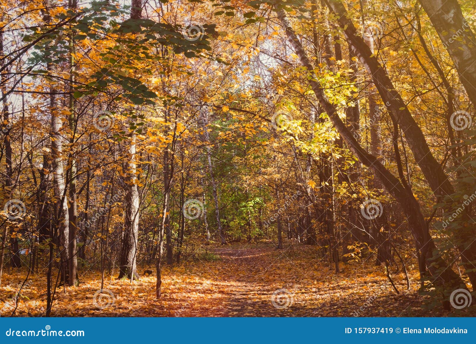 Path In Autumn Forest In Sunny Day Selective Focus Stock Image Image