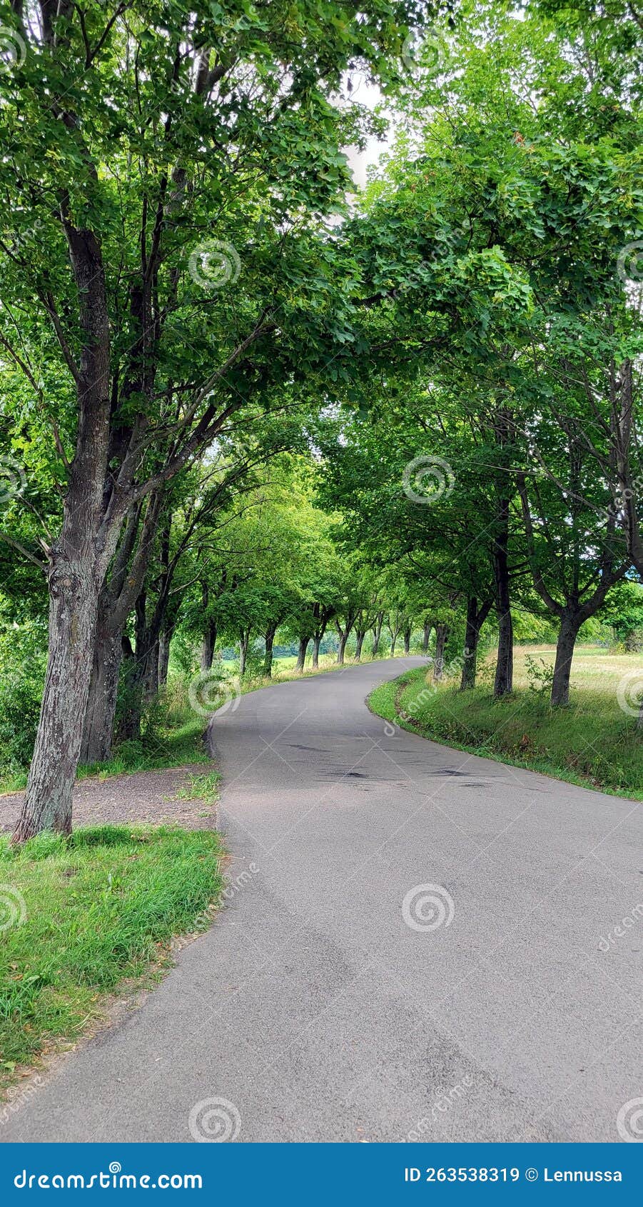 a path of avenues of trees