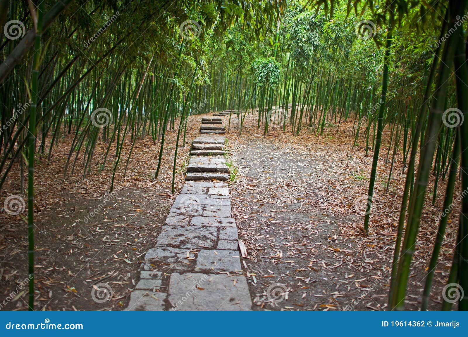 Path through bamboo stock photo. Image of path, cane 19614362