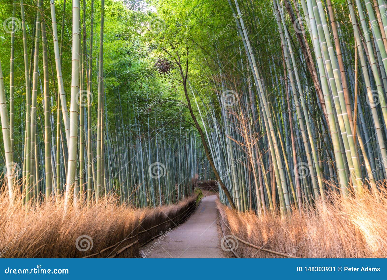 path through bamboo forest at sagano, arashiyama, kyoto