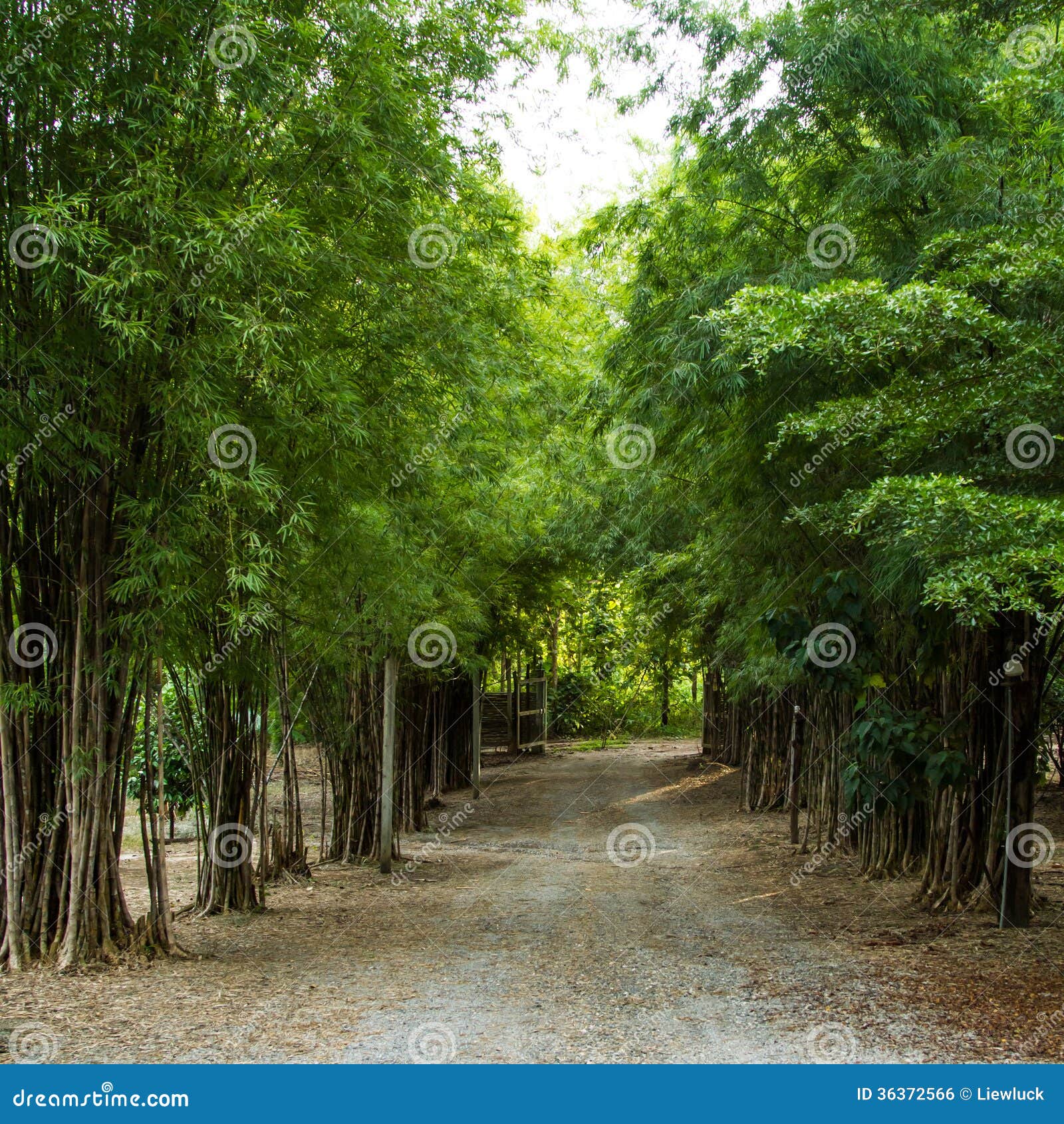 Path through bamboo stock photo. Image of japanese, tree 36372566