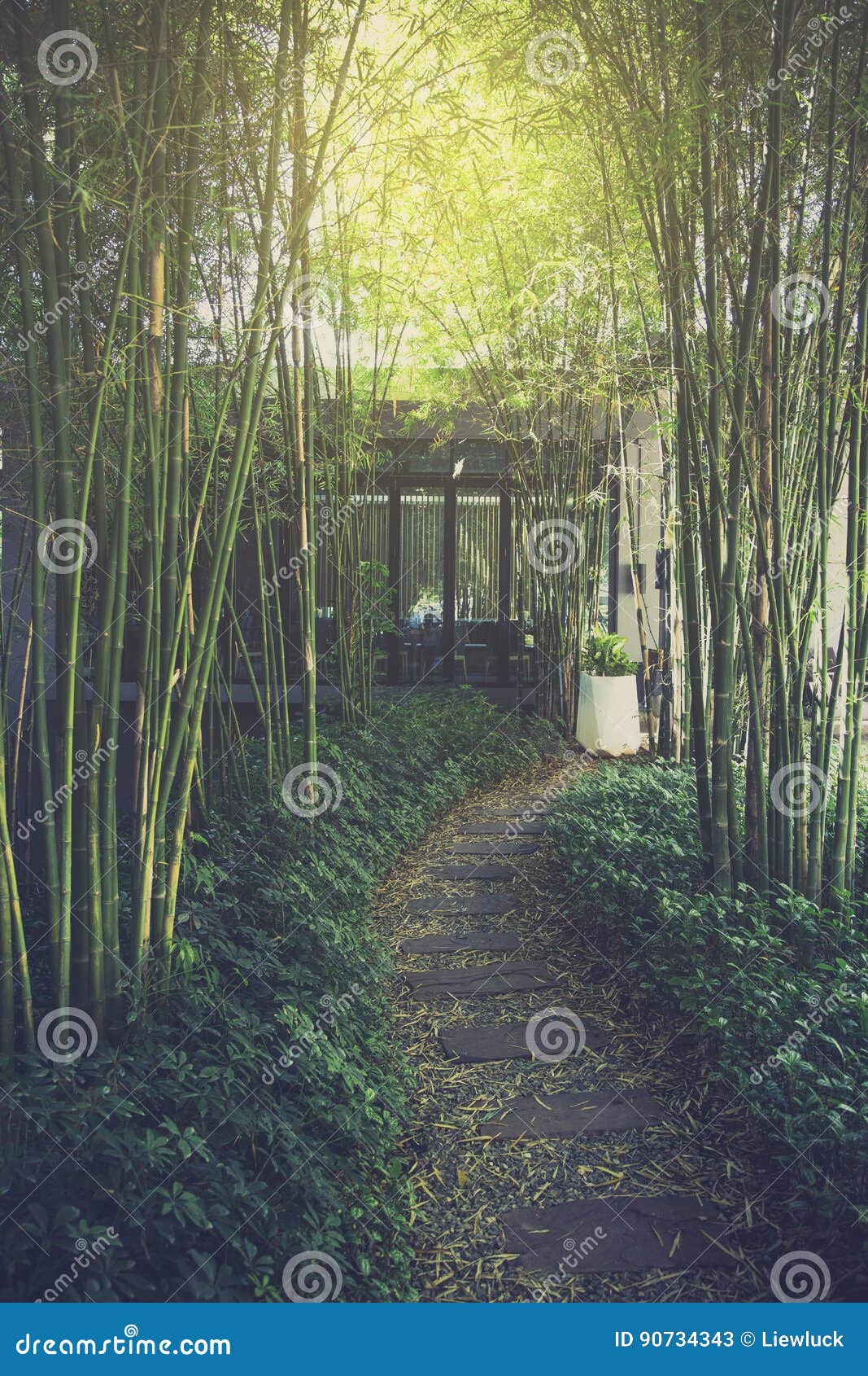 Path with bamboo garden stock image. Image of garden 90734343