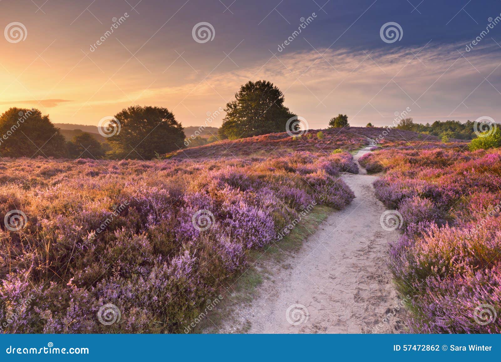 path through blooming heather at sunrise, posbank, the netherlan