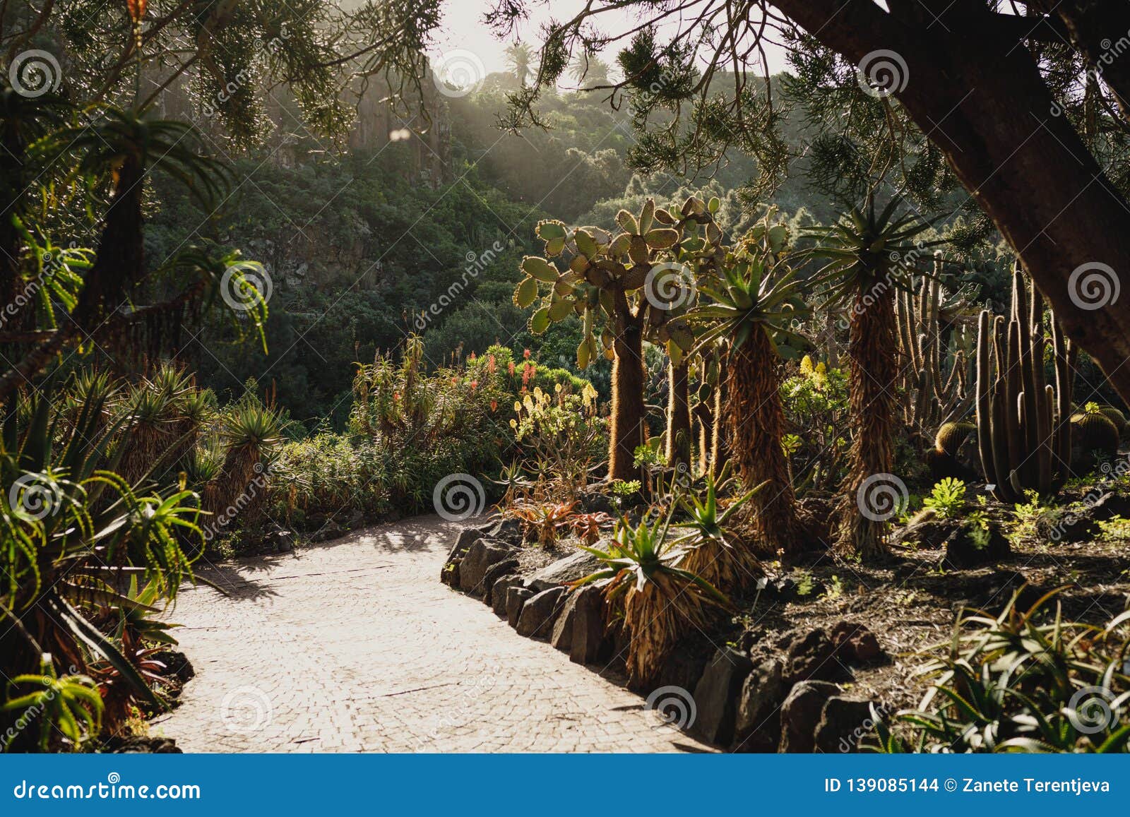 a path in botanical garden in gran canaria with various trees, cactus, bright flowers