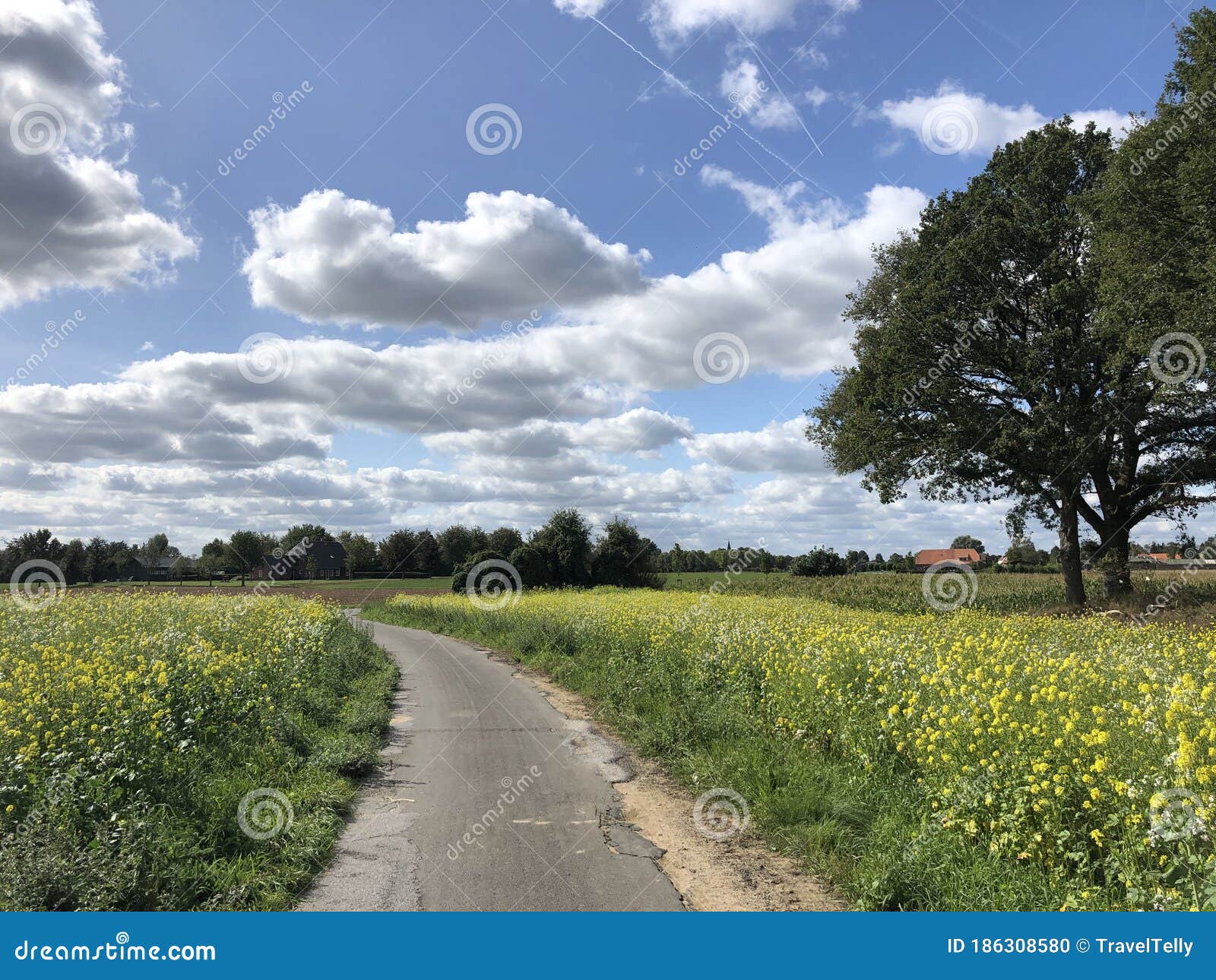 Path through a Field of Yellow Flower I Stock Photo Image of cloud