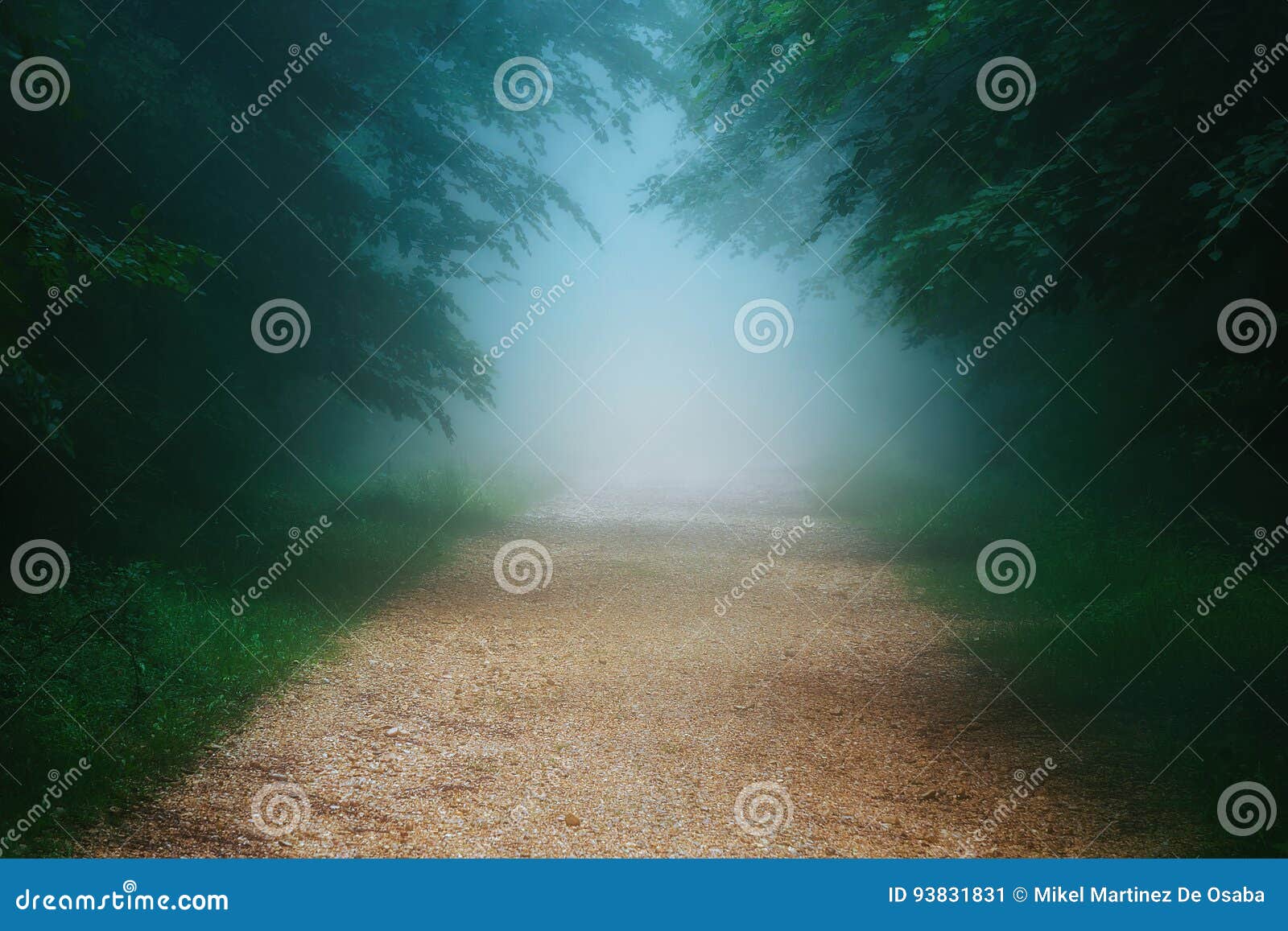 path in foggy forest