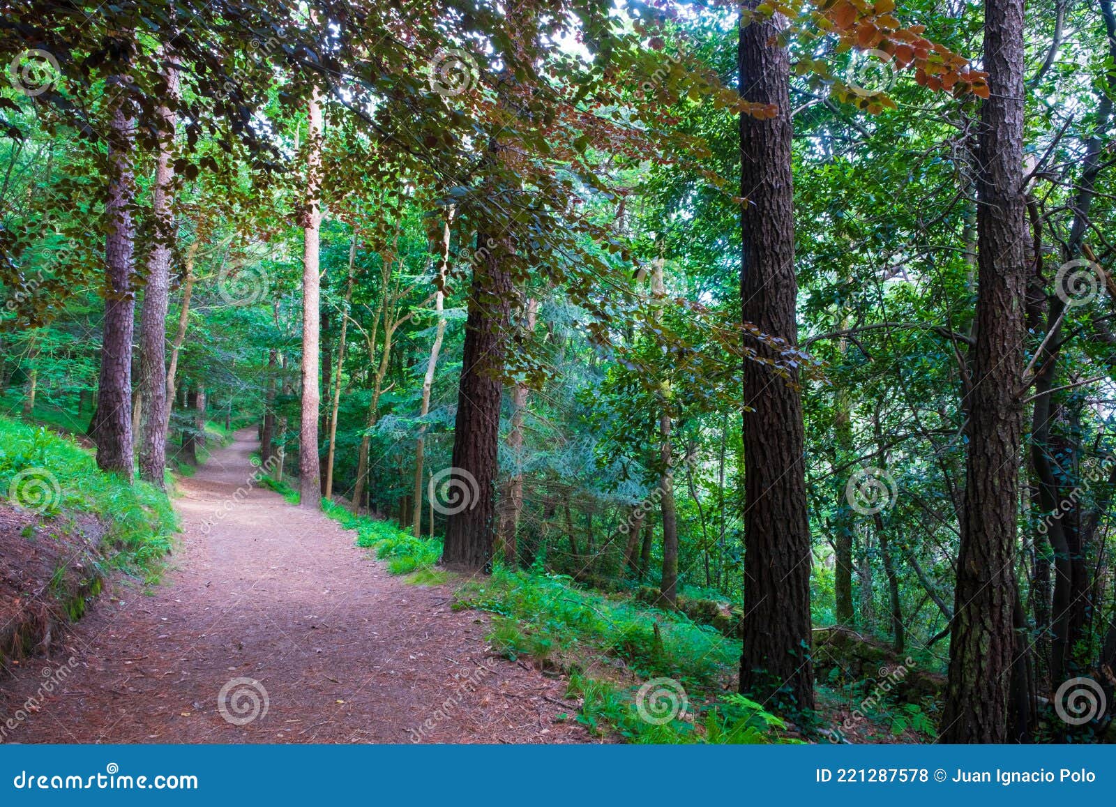 path in the forest, monte ulia in donostia-san sebastian.