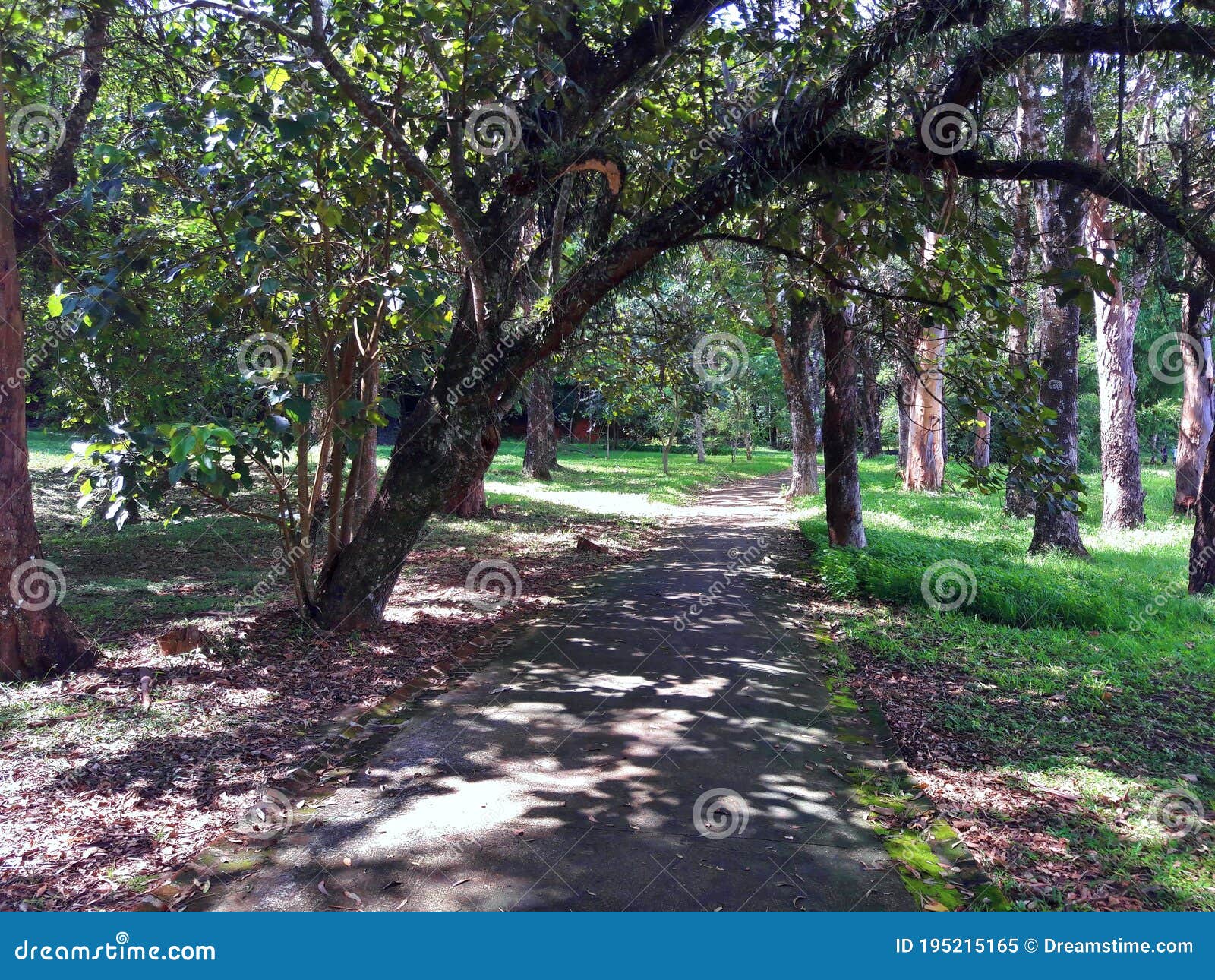 path in the forest tropical