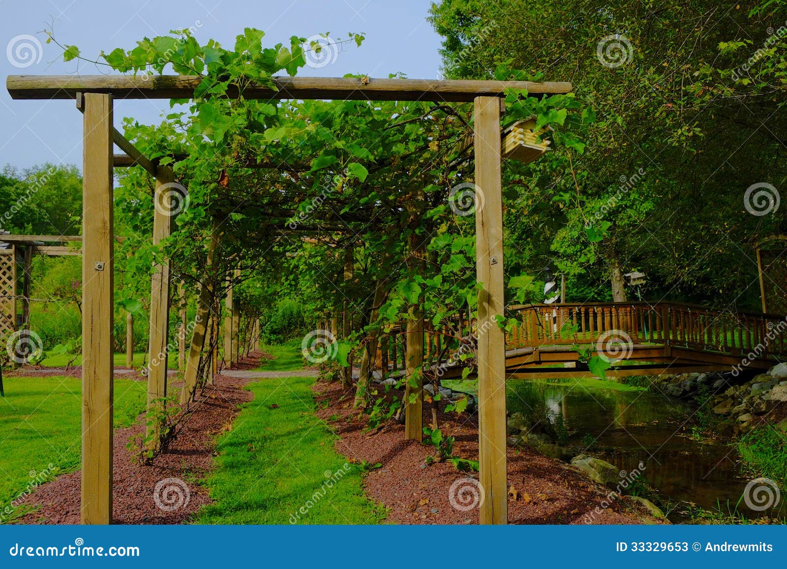 Path in Grape Arbor stock image. Image of trellis 