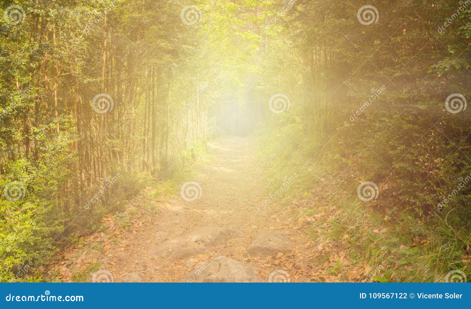 Path through the Green Forest with Light in the Background Stock Photo