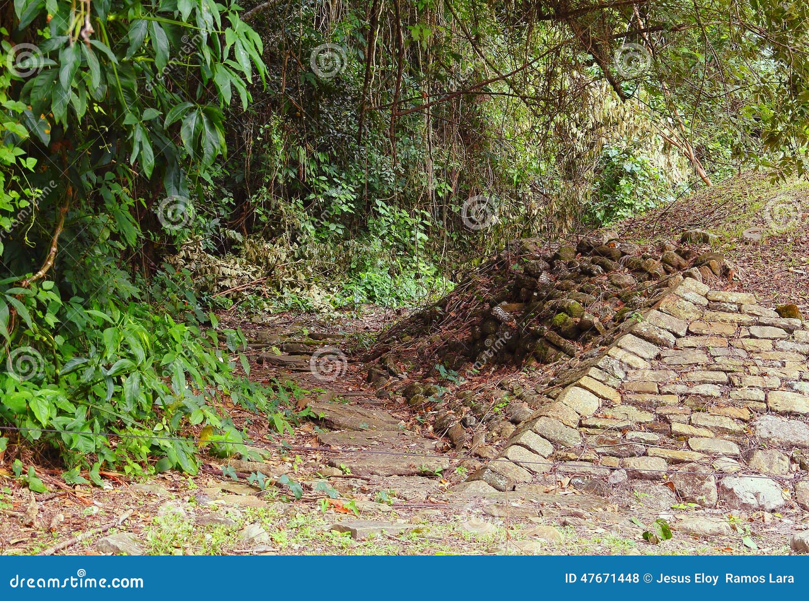 Path in the Jungle Near Tajin Town, Veracruz, Mexico I Stock Photo