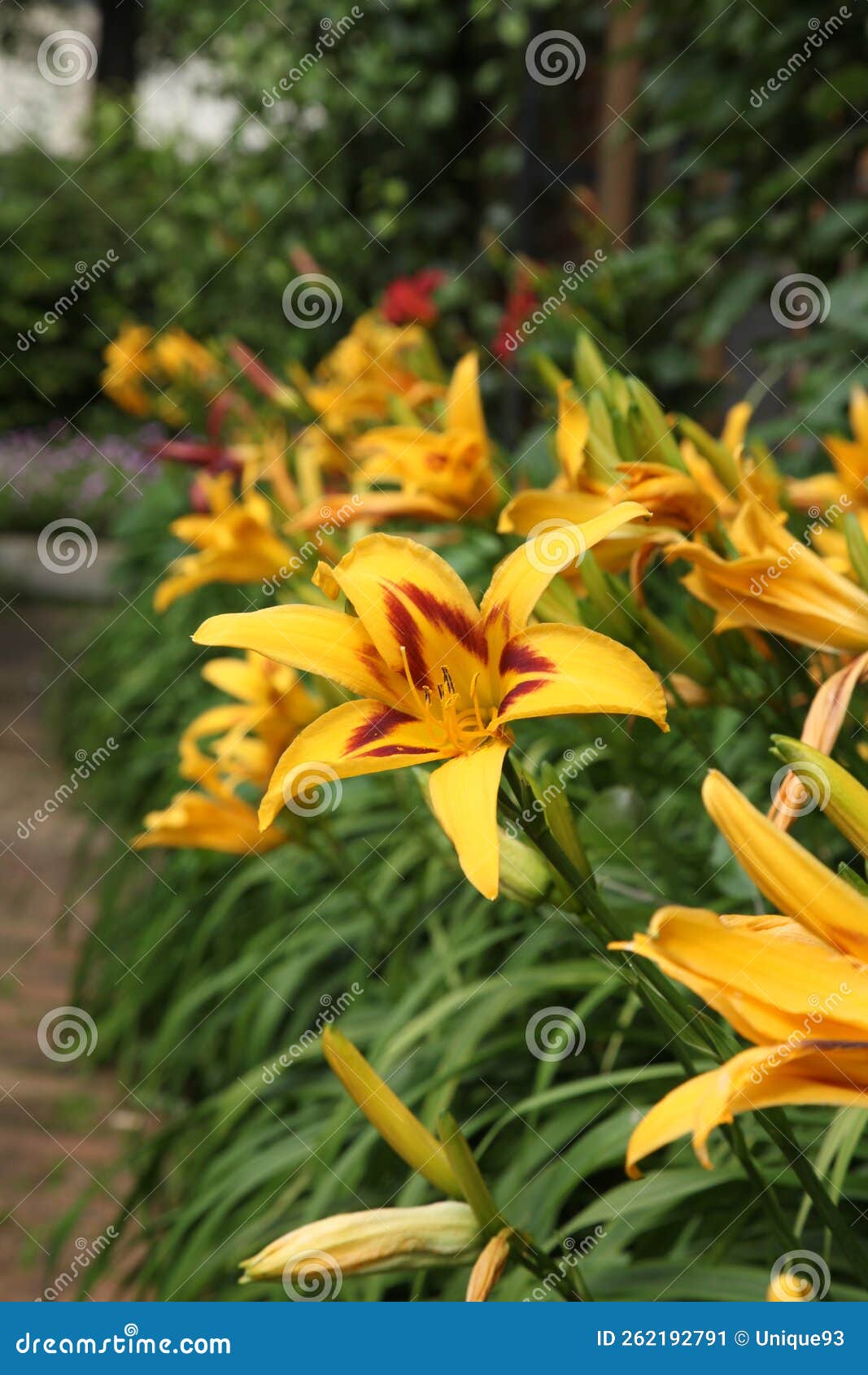 Path Lined with Yellow Asiatic Lilies Stock Image - Image of lined ...