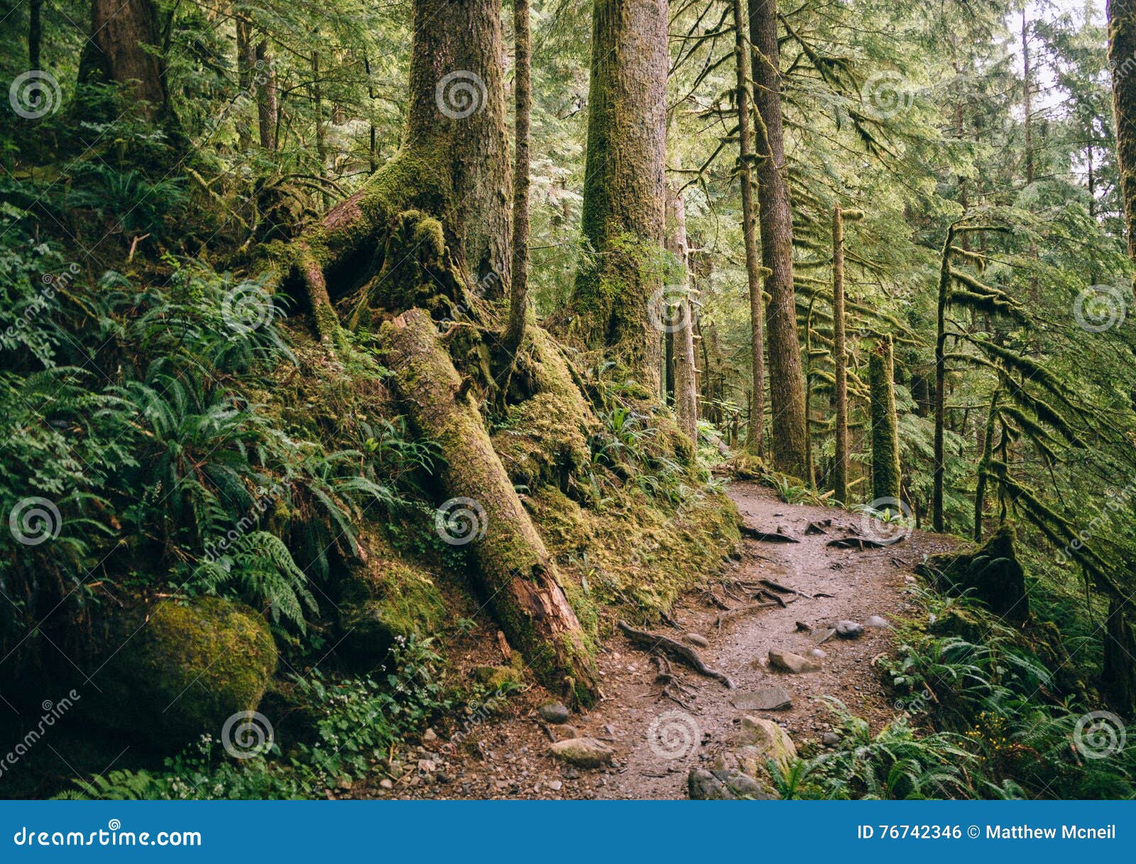 are dogs allowed in mt baker national forest