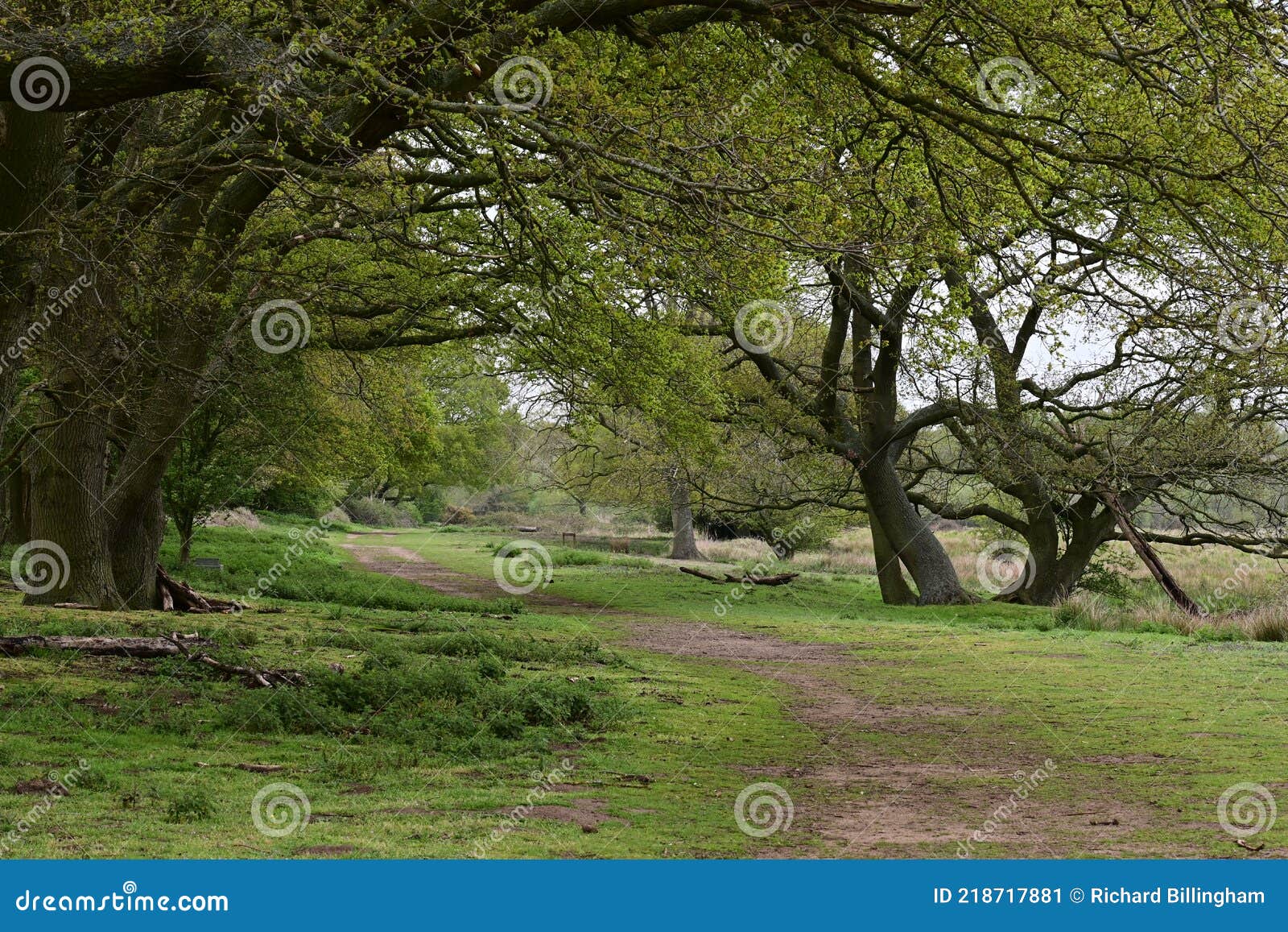 path through oak trees in spring, redgrave and lopham fen, suffolk, england, uk