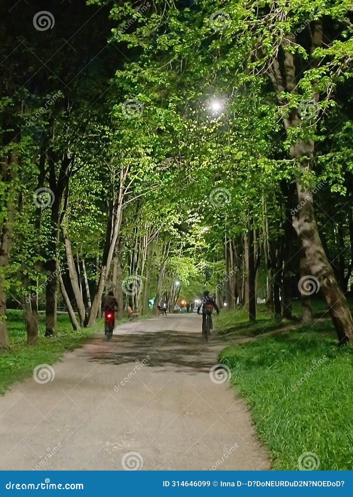 a path in a park with trees