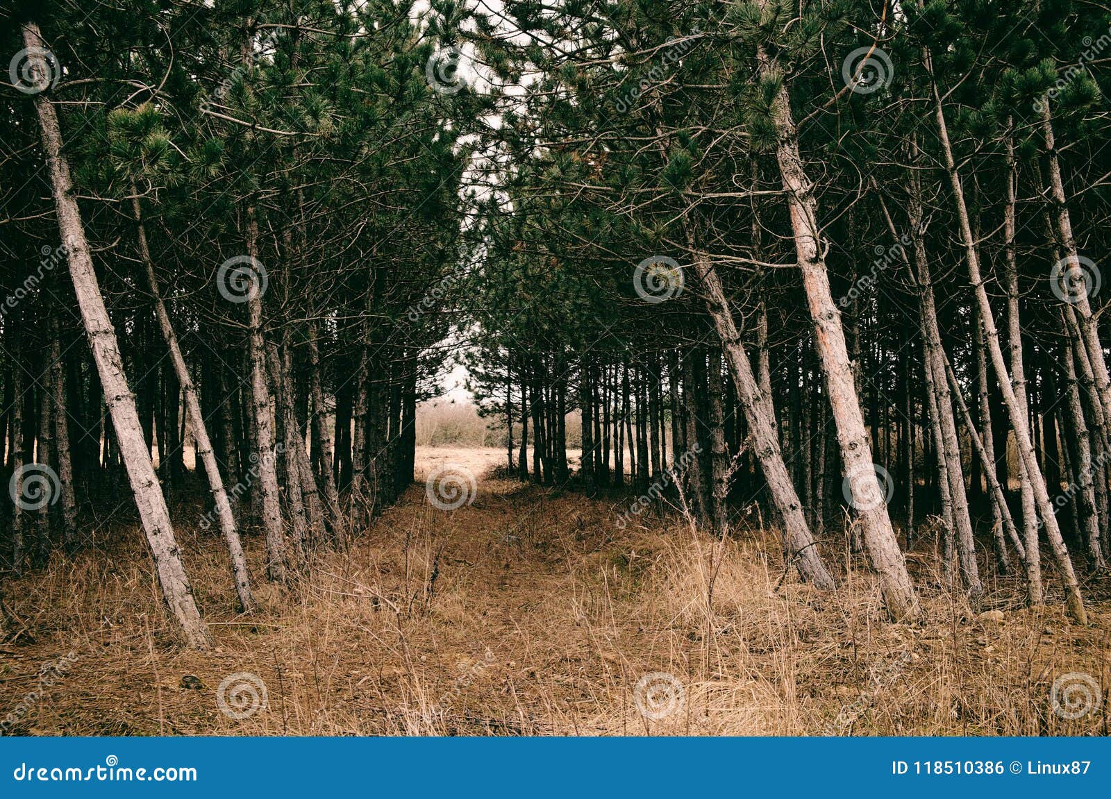 Road in the pine forest stock photo. Image of landscape 118510386