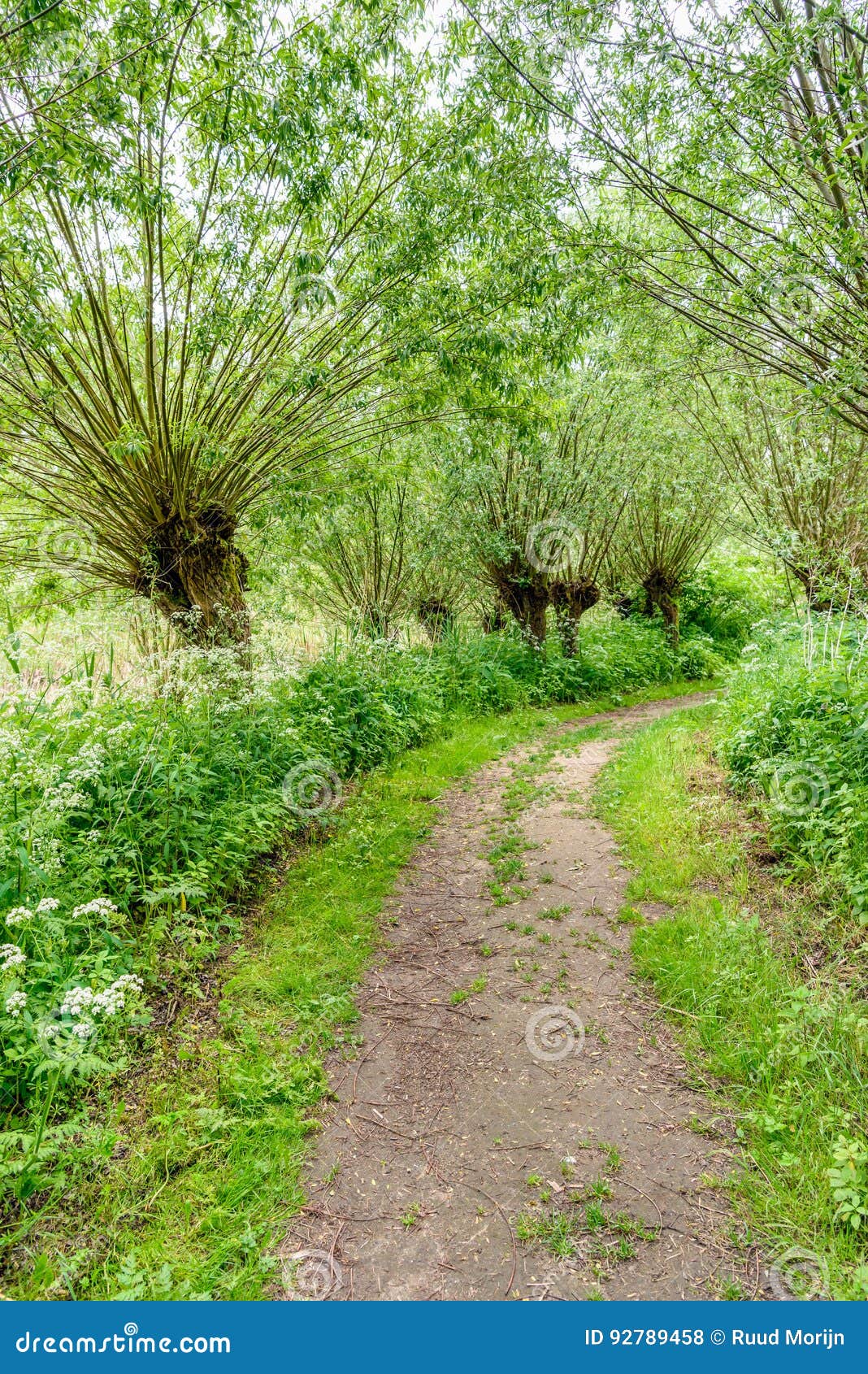 Path between Pollard Willow Trees in Springtime Stock Photo Image of environment, flagrance