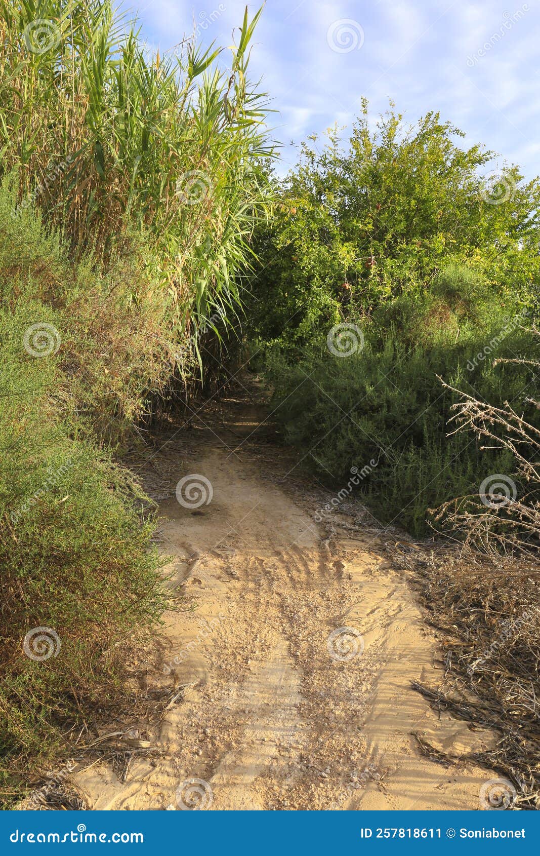 Path between Reed Fields in Spain Stock Image Image of vegetation