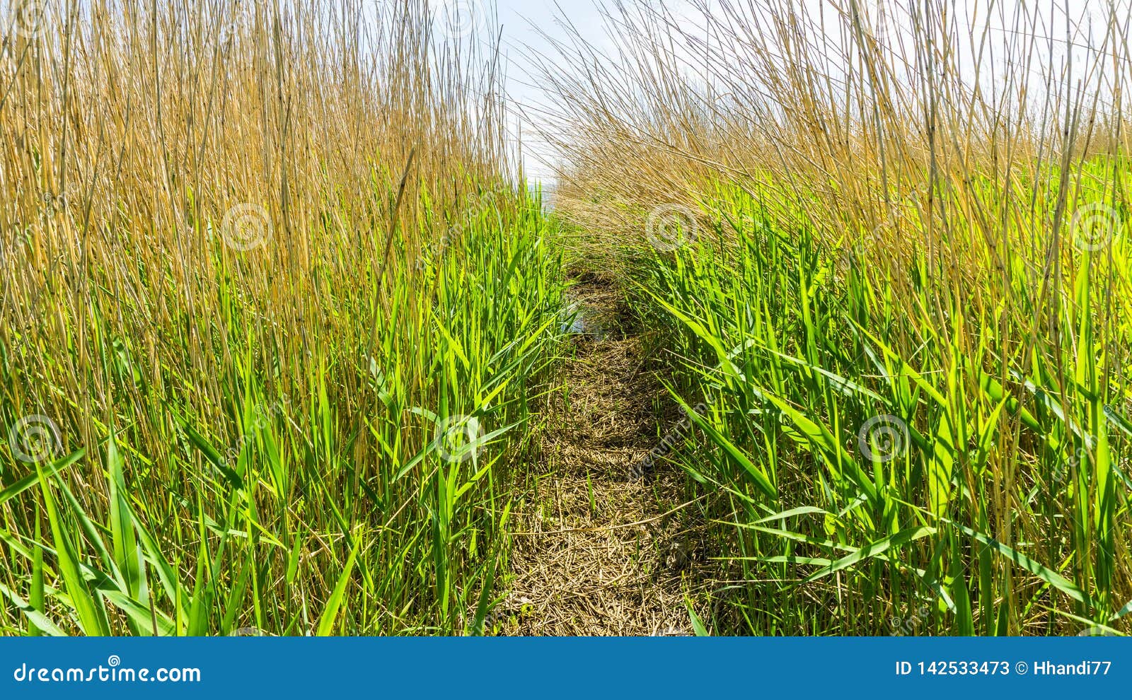 Path through the Reed Grass Stock Image Image of season, bush 142533473