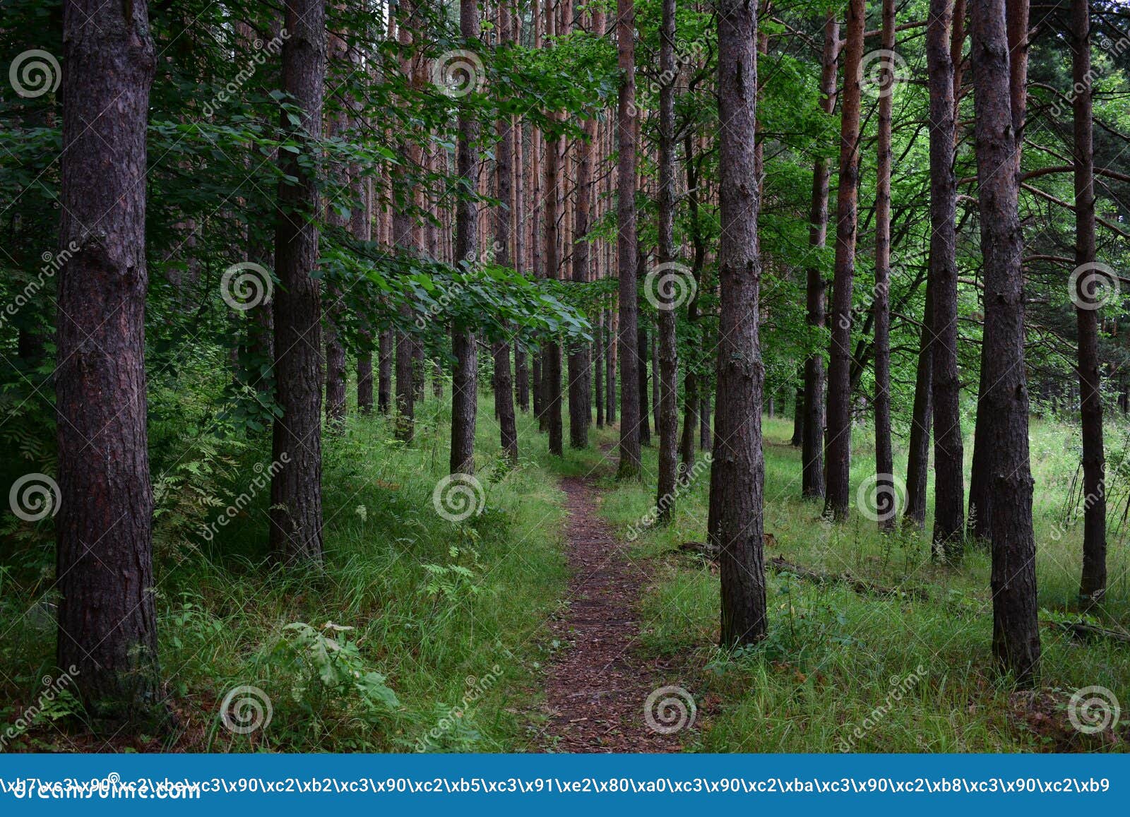 The Path is a Road in a Pine Forest. Deciduous Forest Stock Image