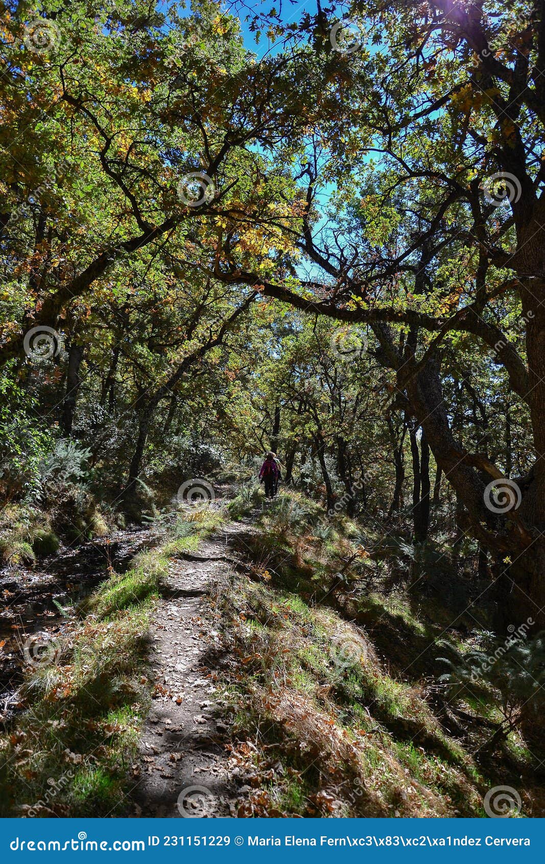 path that is in the semi-darkness that produces the trees next to the ditch almiar in the alpujarra in autumn with yellow and