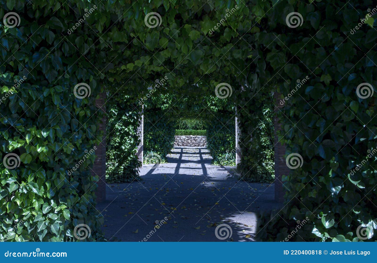 path with several arches created by ivy hedera helix, magnoliophyta, magnoliopsida that gives shade and forms a beautiful view