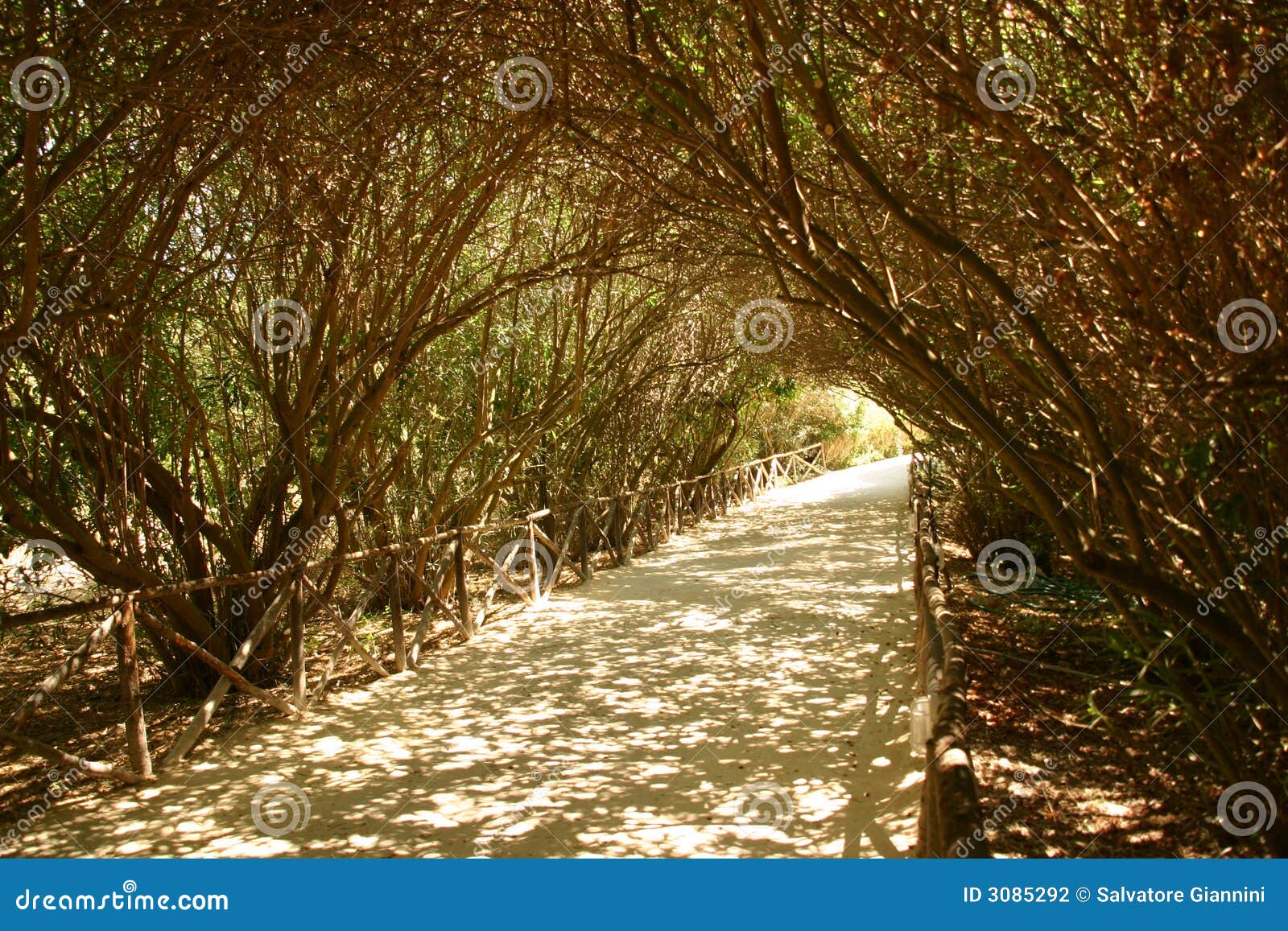 path shaded by trees