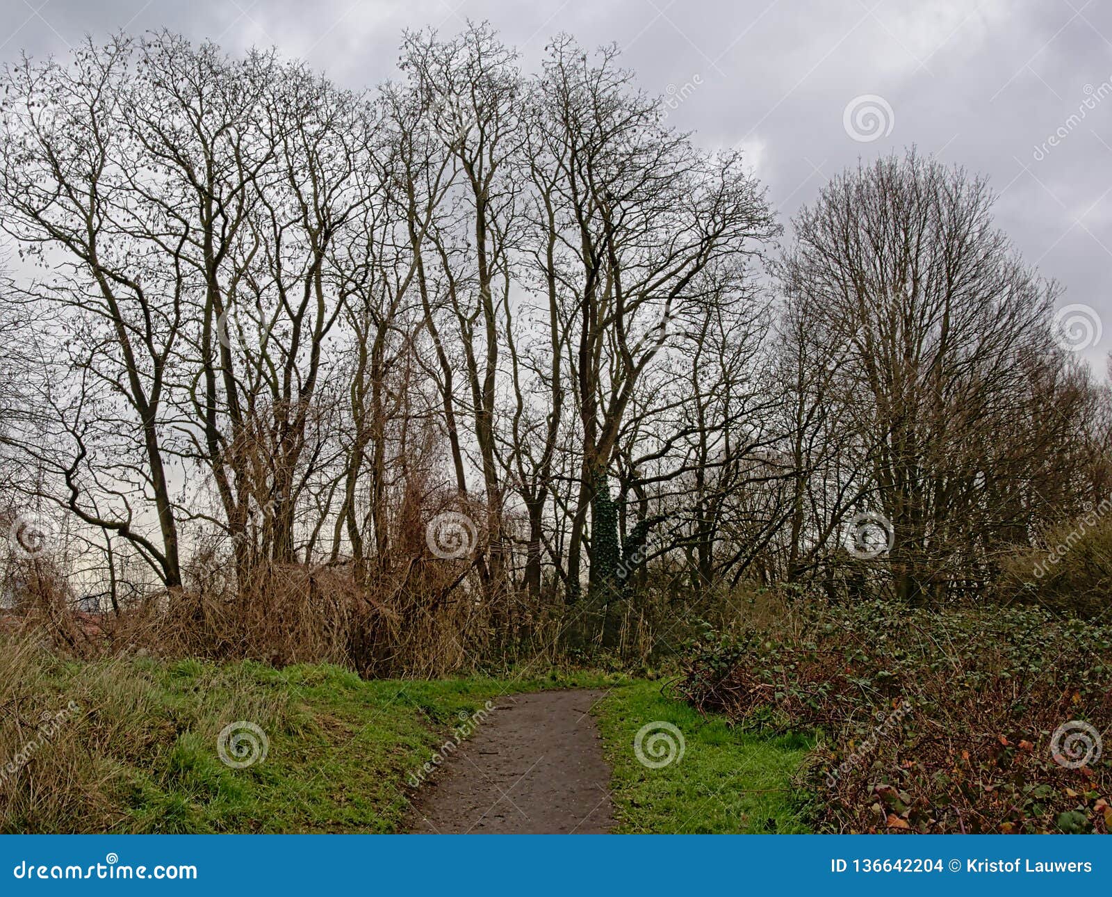 plus Gavmild maling Path in between Shrubs Leading To Bare Ash Trees on a Cloudy Winter Day  Stock Photo - Image of rubus, adventure: 136642204