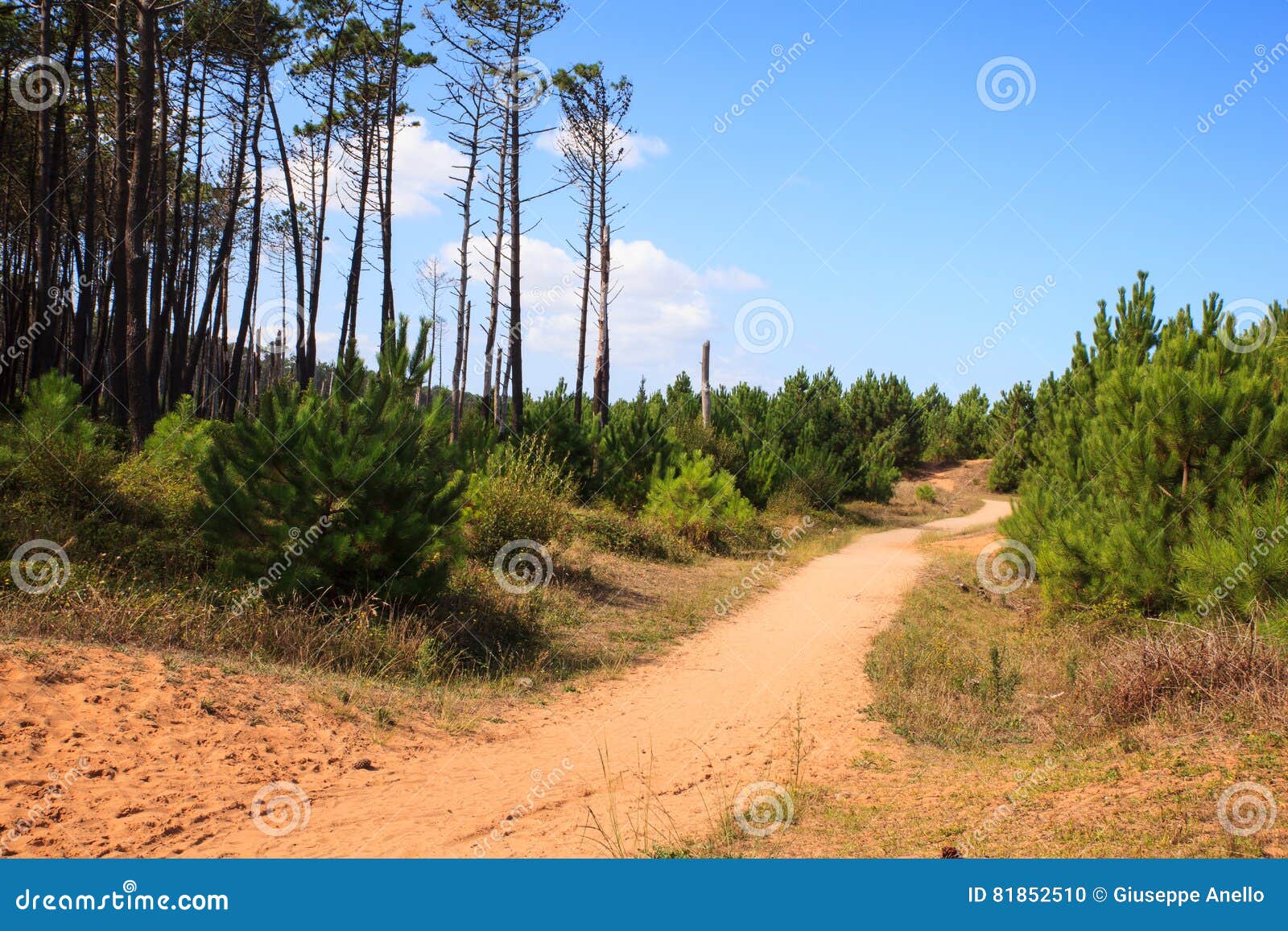 Path between spruce trees stock photo. Image of pine 81852510