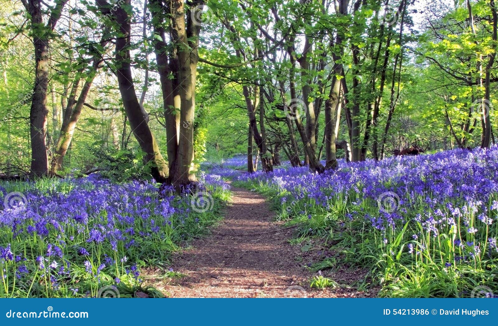 path with sun light casting shadows through bluebell woods, badby woods northamptonshire