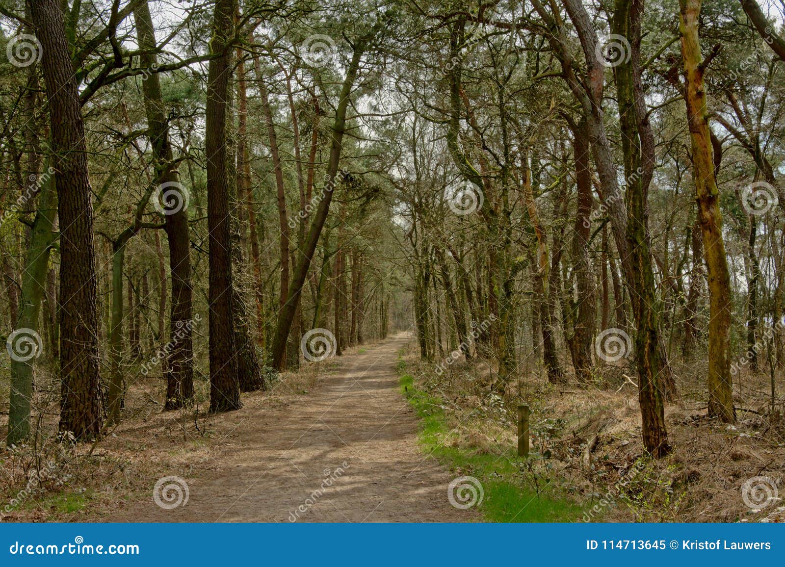 path throug forest with bare trees and pines in kalmthout heath
