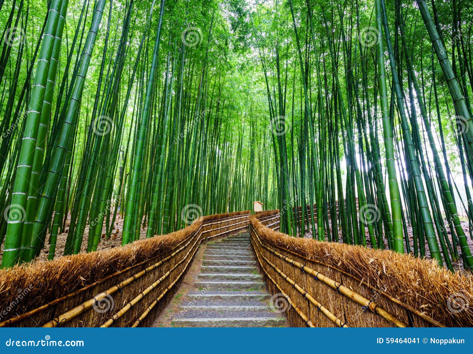path to bamboo forest, arashiyama, kyoto, japan