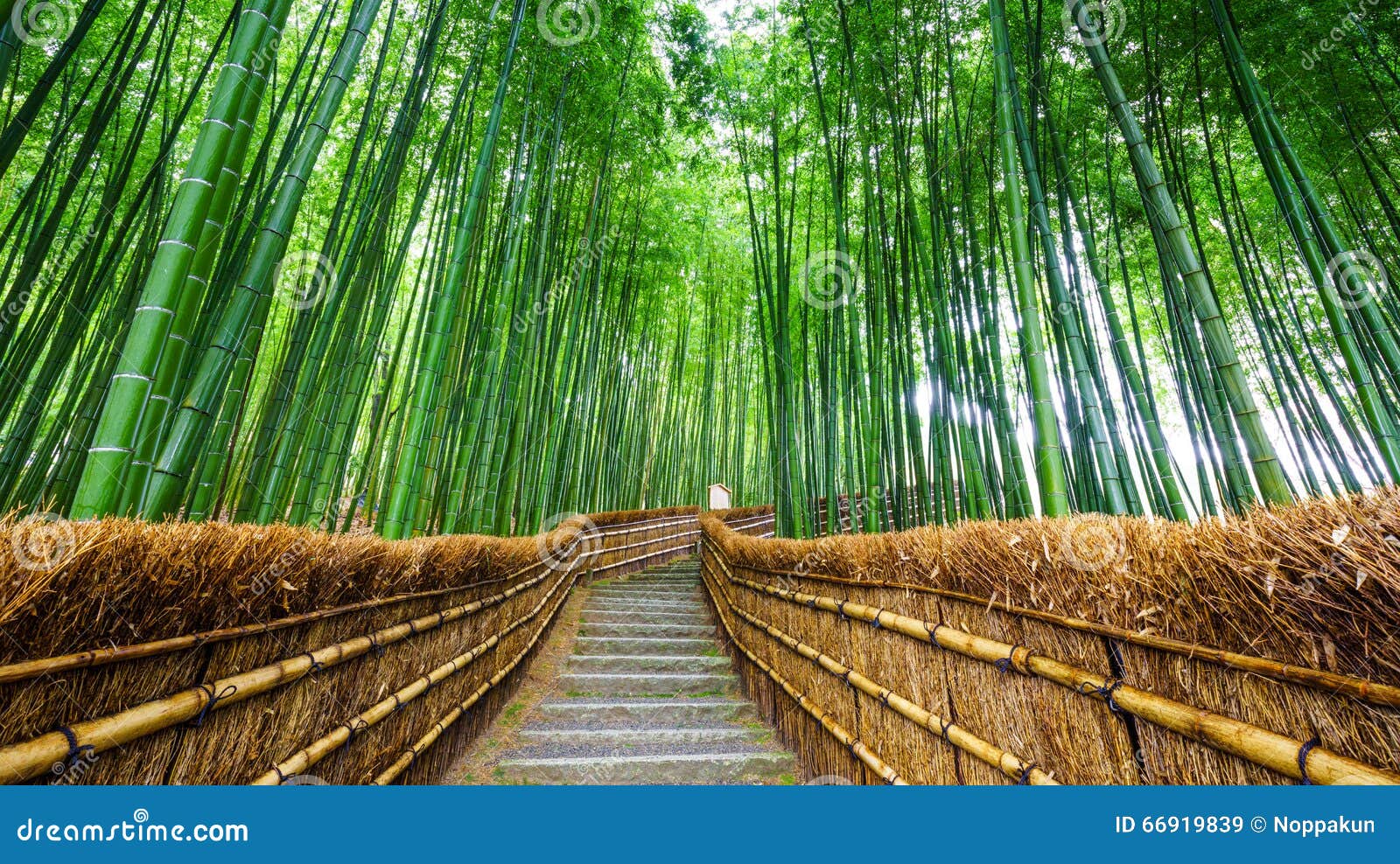 path to bamboo forest, arashiyama, kyoto, japan