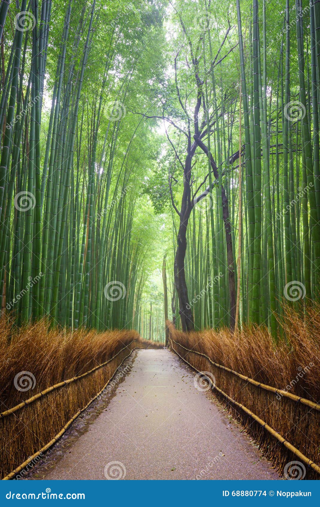path to bamboo forest, arashiyama, kyoto, japan