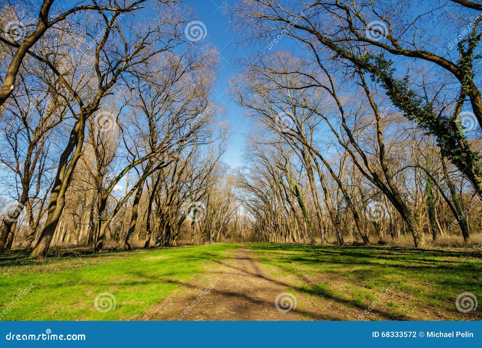 Path in To Deep Ancient Forest Stock Photo - Image of lawn, spring ...