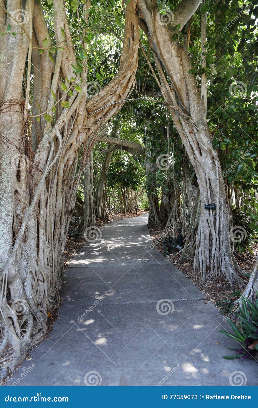 Path Through Trees Marie Selby Botanical Gardens Sarasota