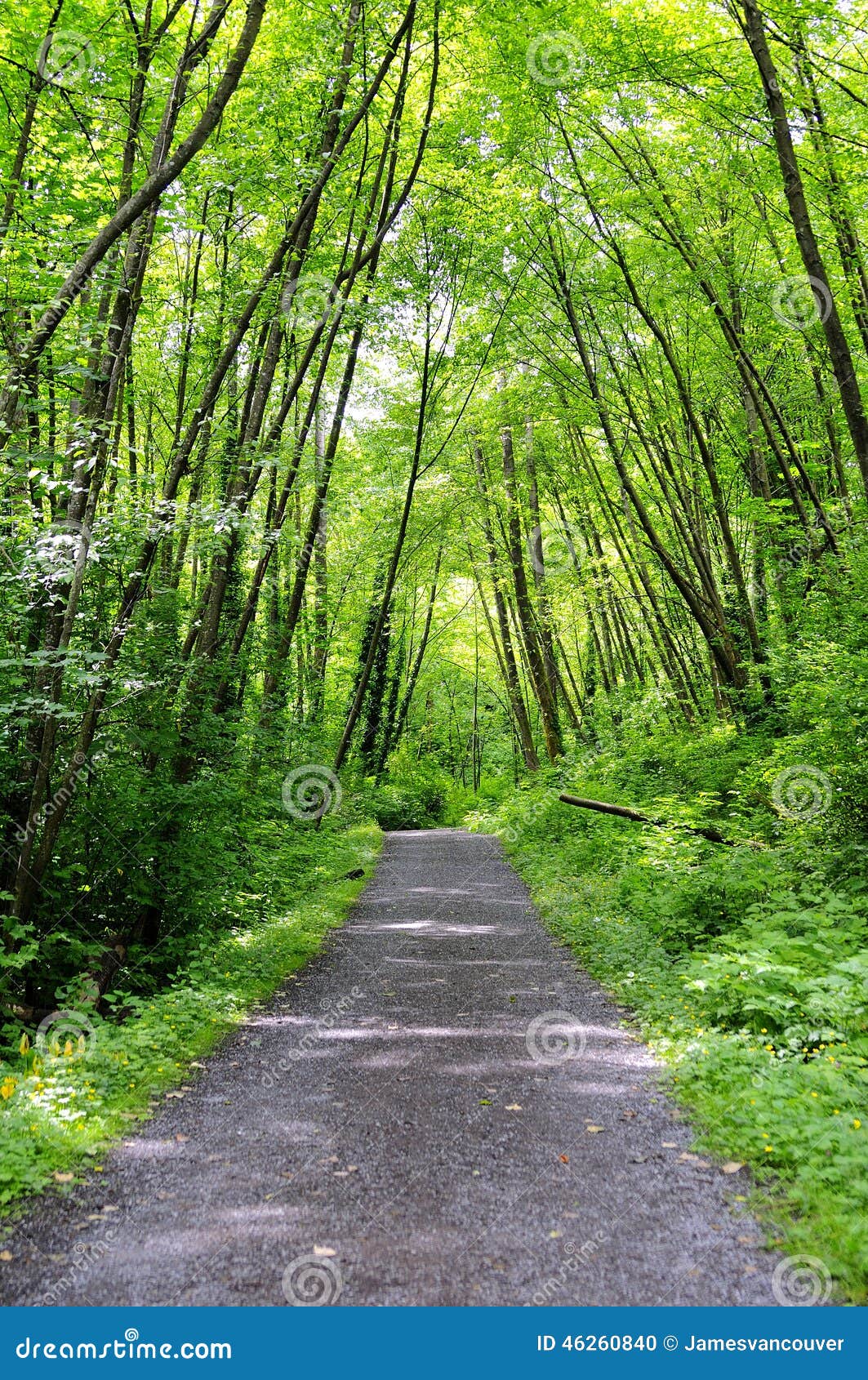 Path in a valley jungle, british columbia