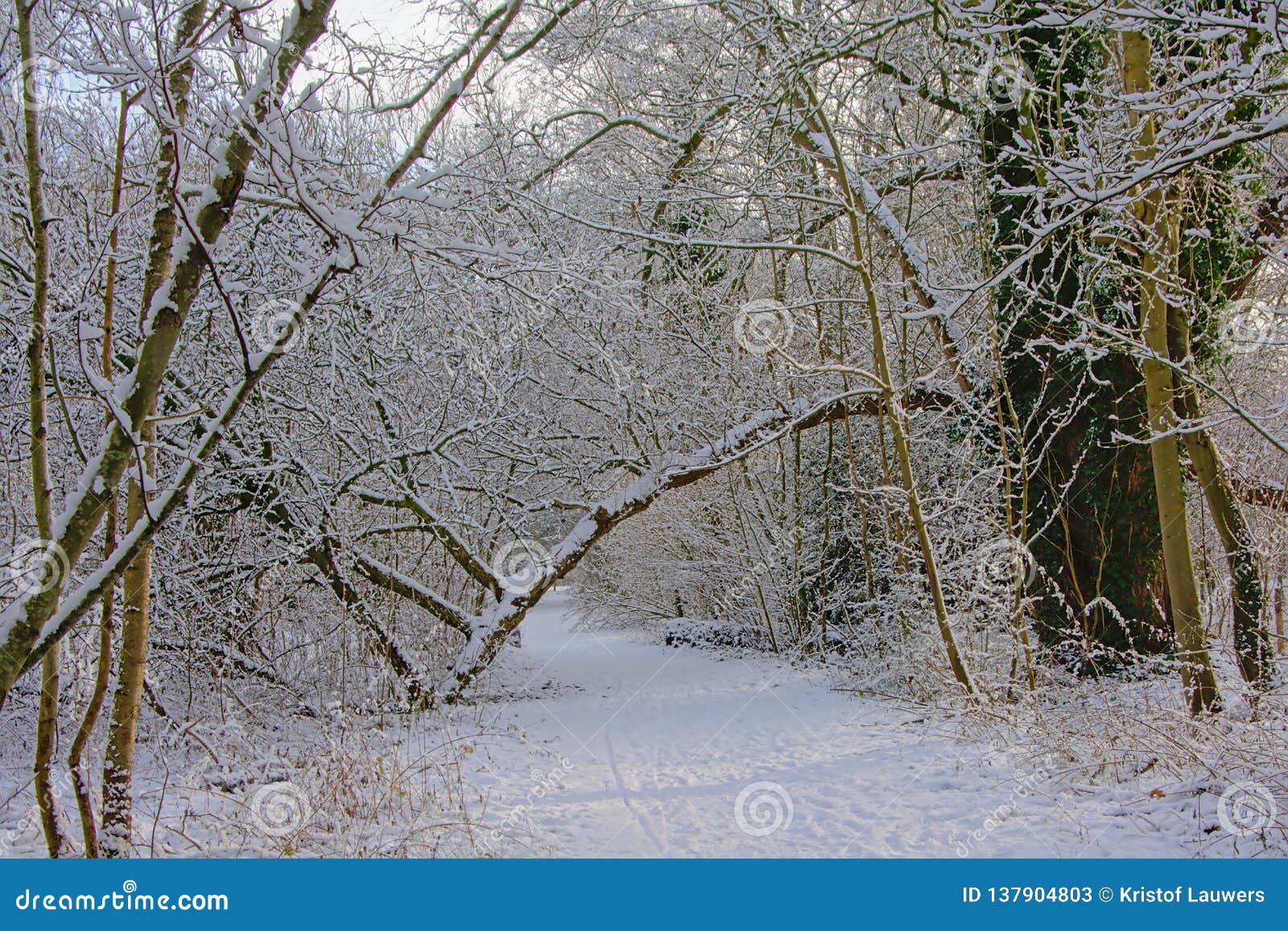 Path Through Wilderness Of Bare Winter Trees And Shrubs Covered In Snow Stock Image Image Of Arch Forest